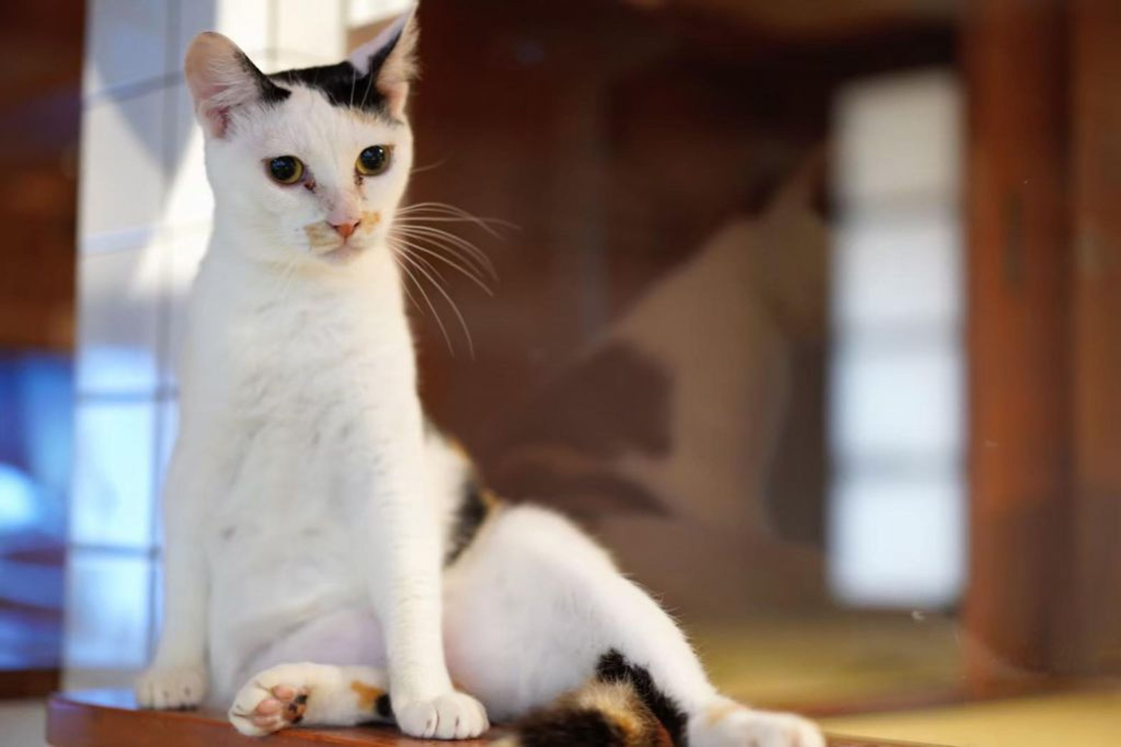 pet-image-7