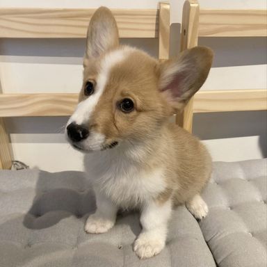 わさお