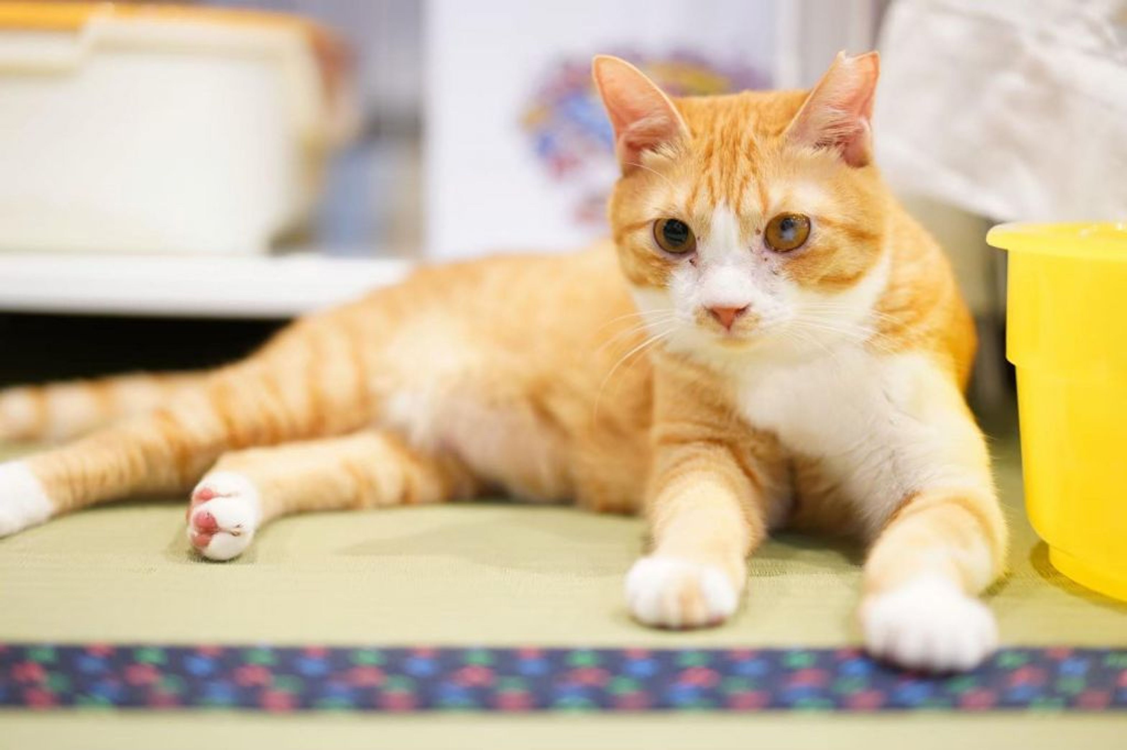pet-image-4