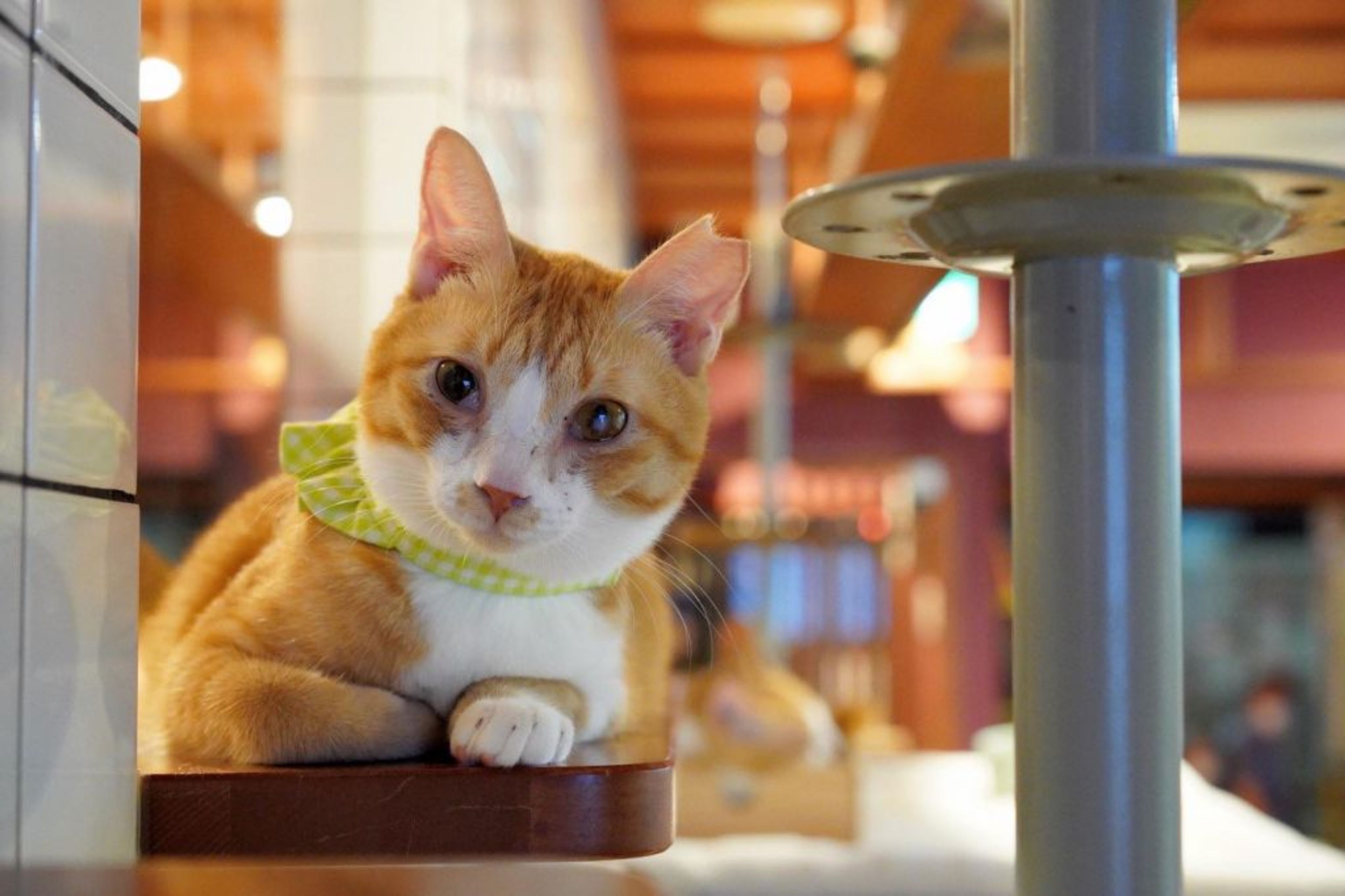 pet-image-5