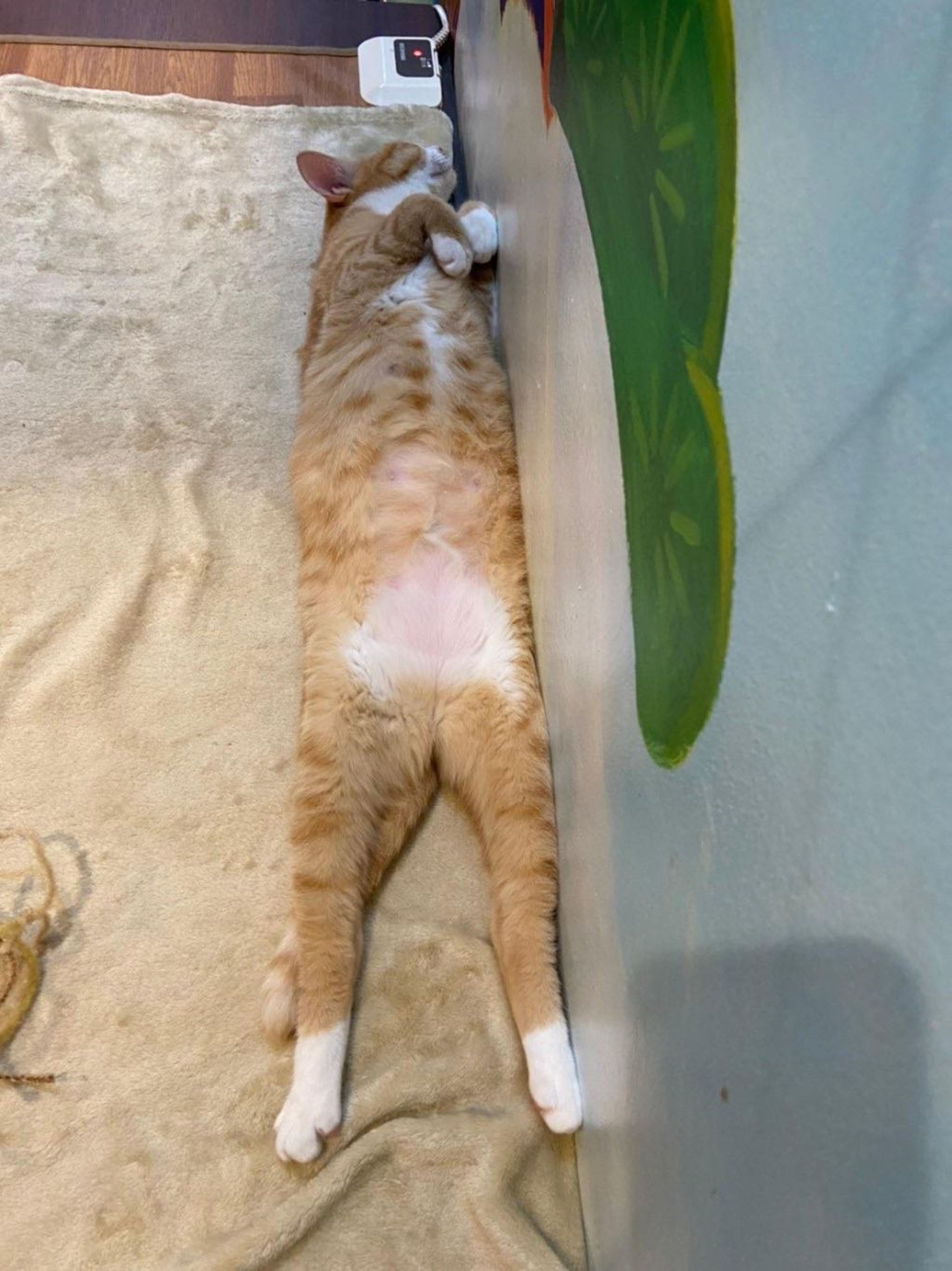 pet-image-6