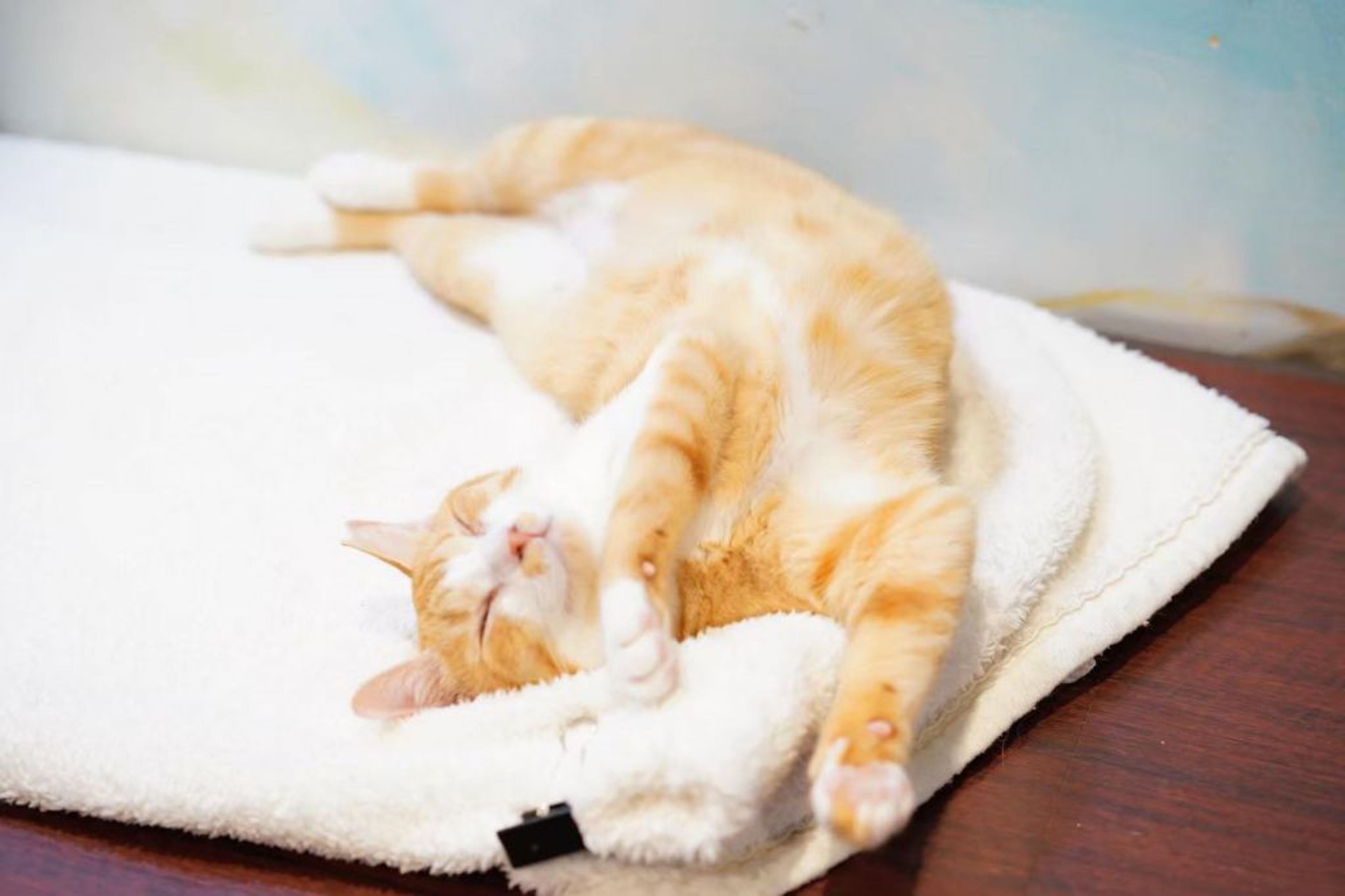 pet-image-8