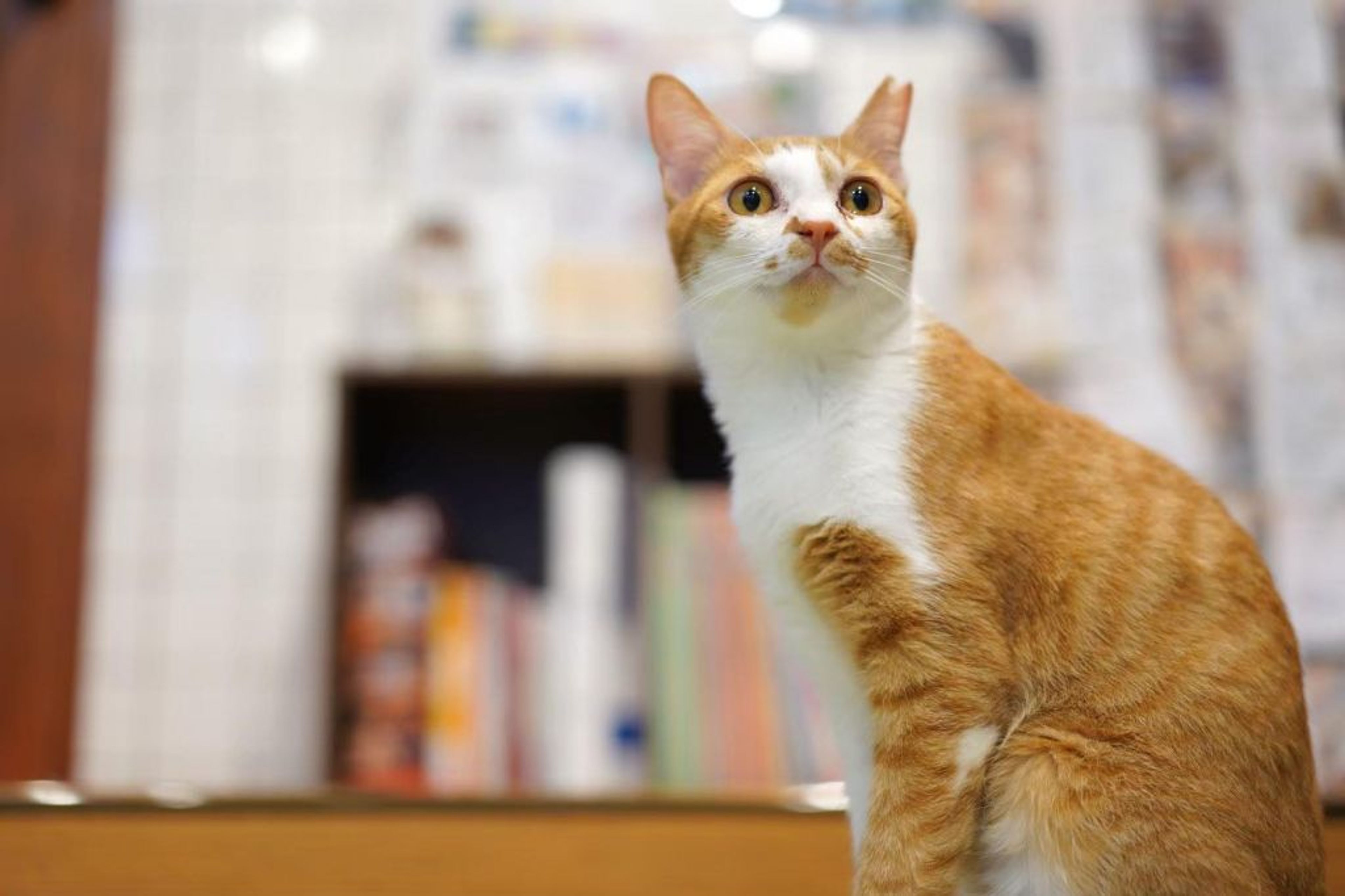 pet-image-4