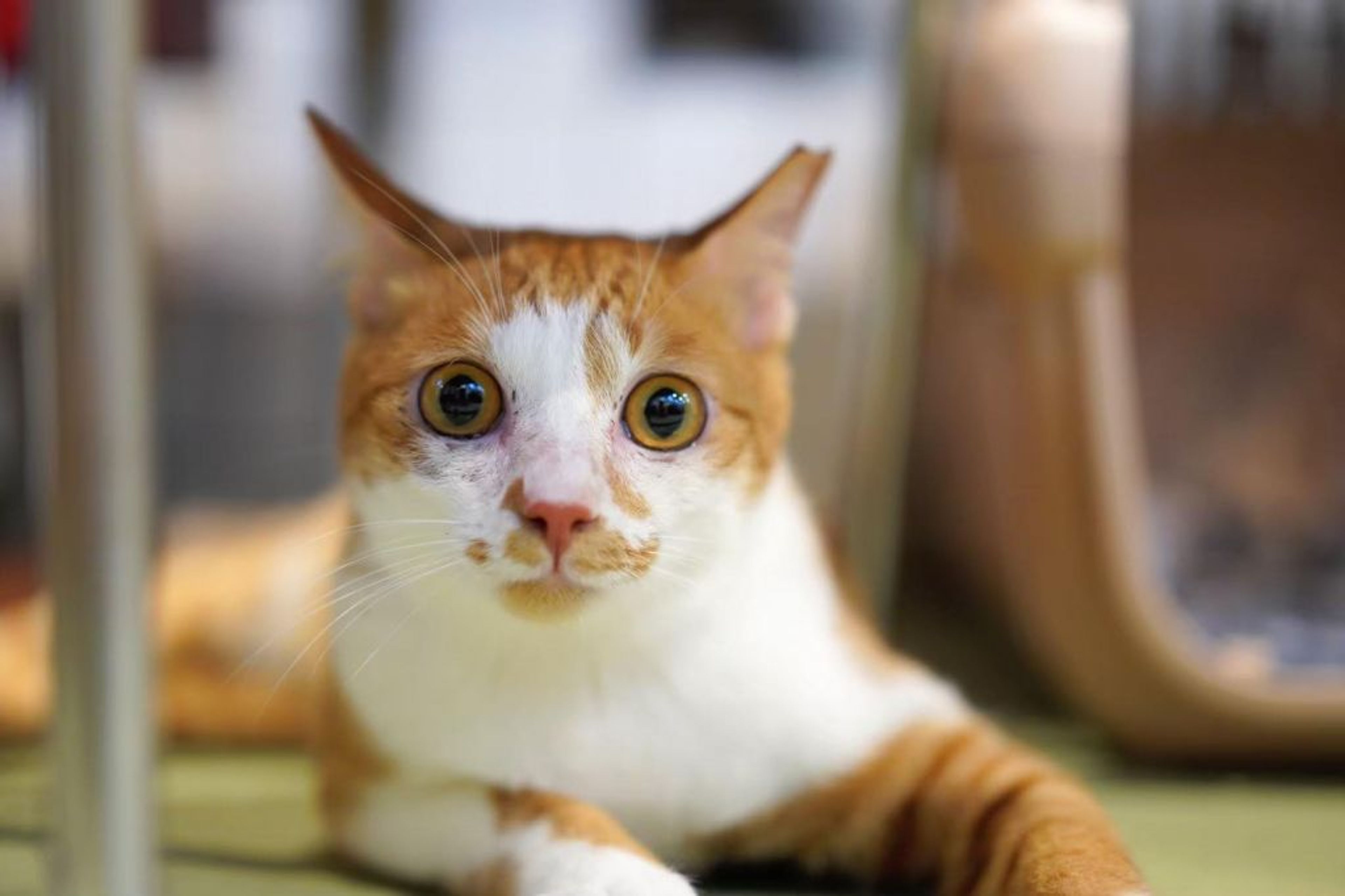 pet-image-5