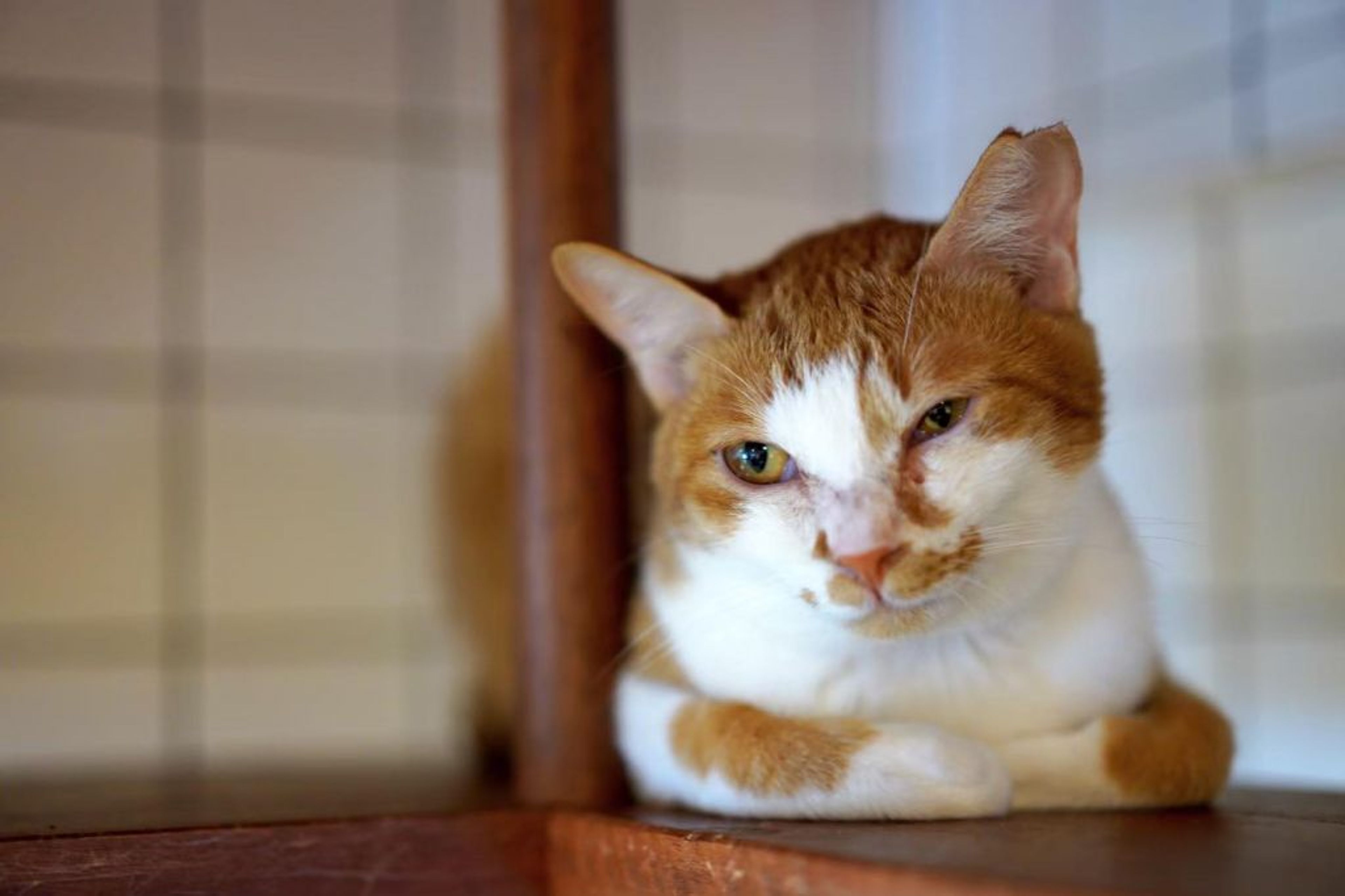 pet-image-6