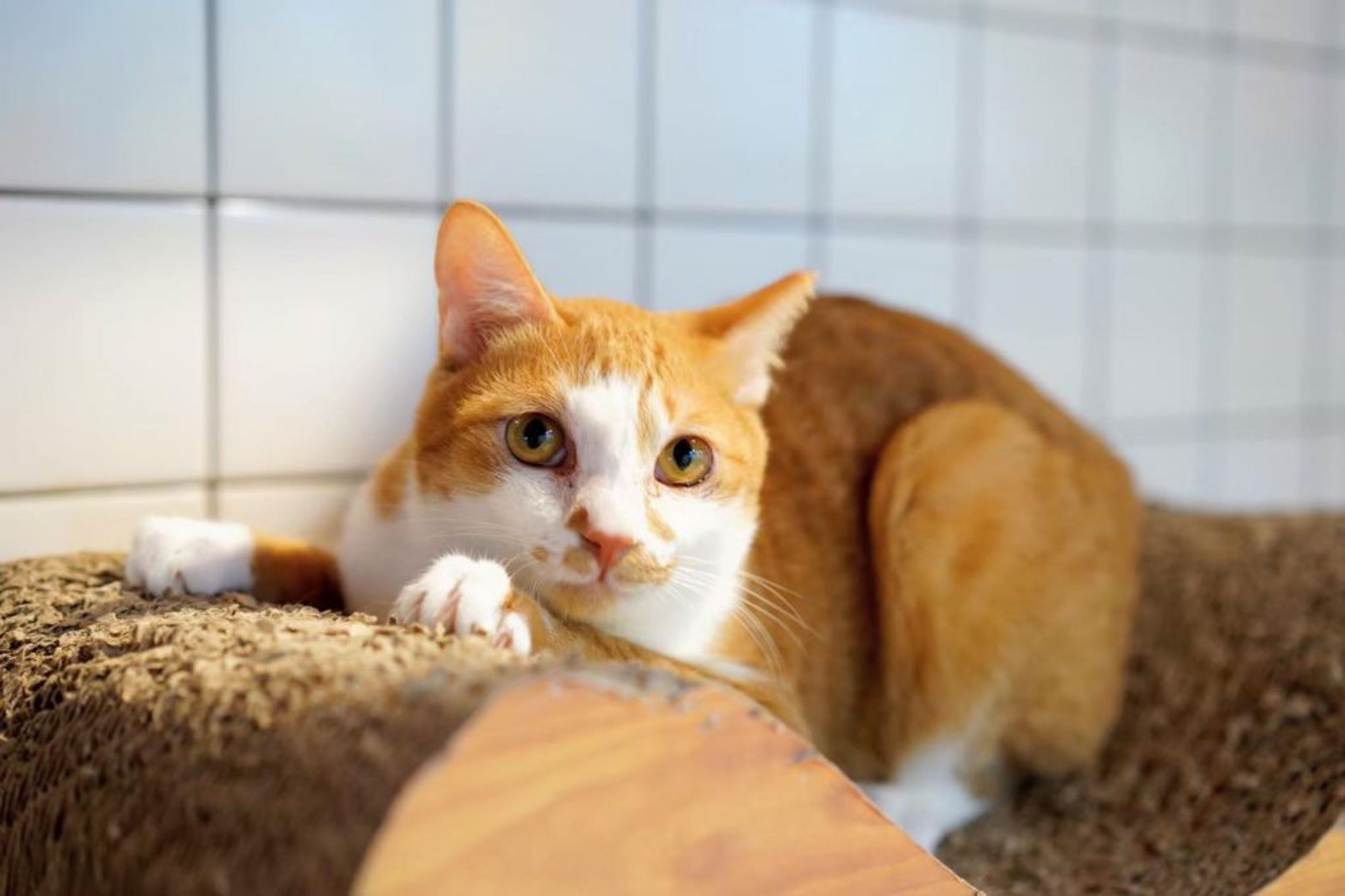pet-image-7