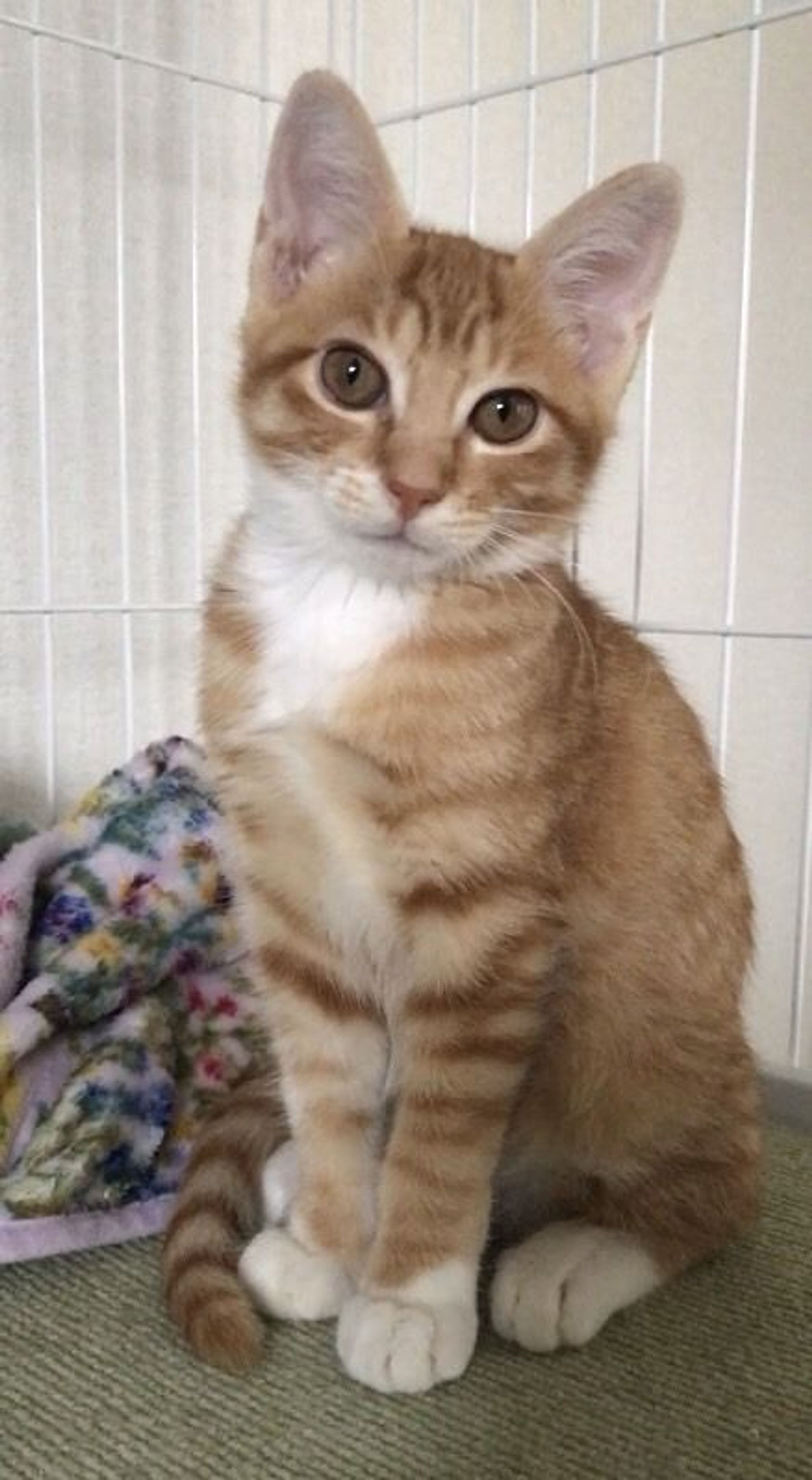 雑種（ミックス猫）・メスの里親募集の写真