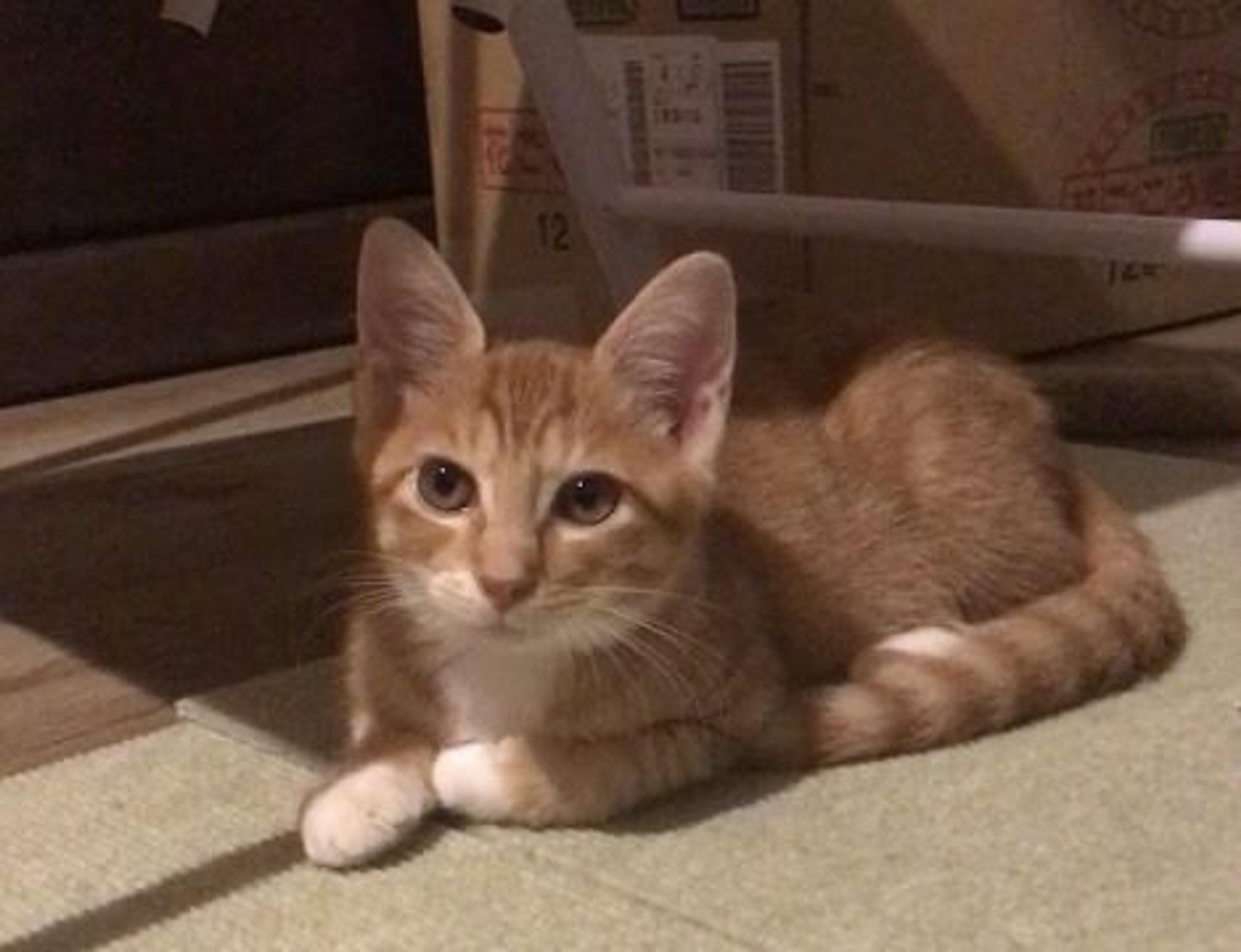 pet-image-2