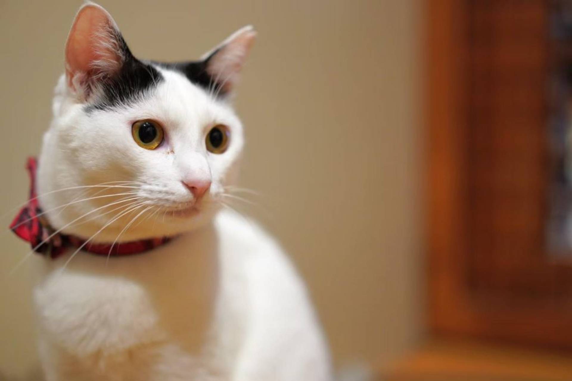 雑種（ミックス猫）・メスの里親募集の写真