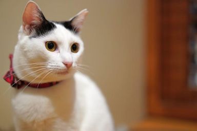 おみっちゃんの写真
