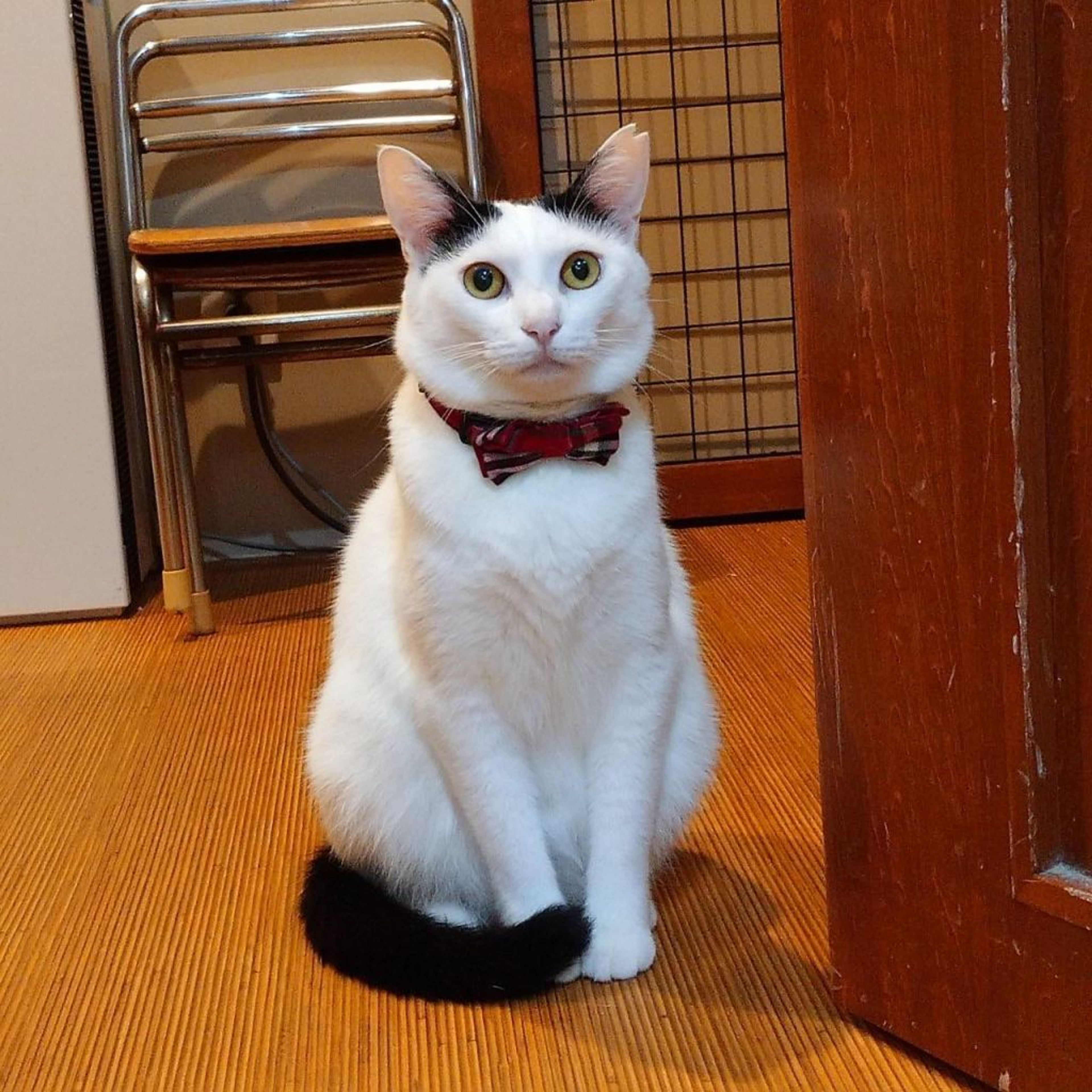 pet-image-3