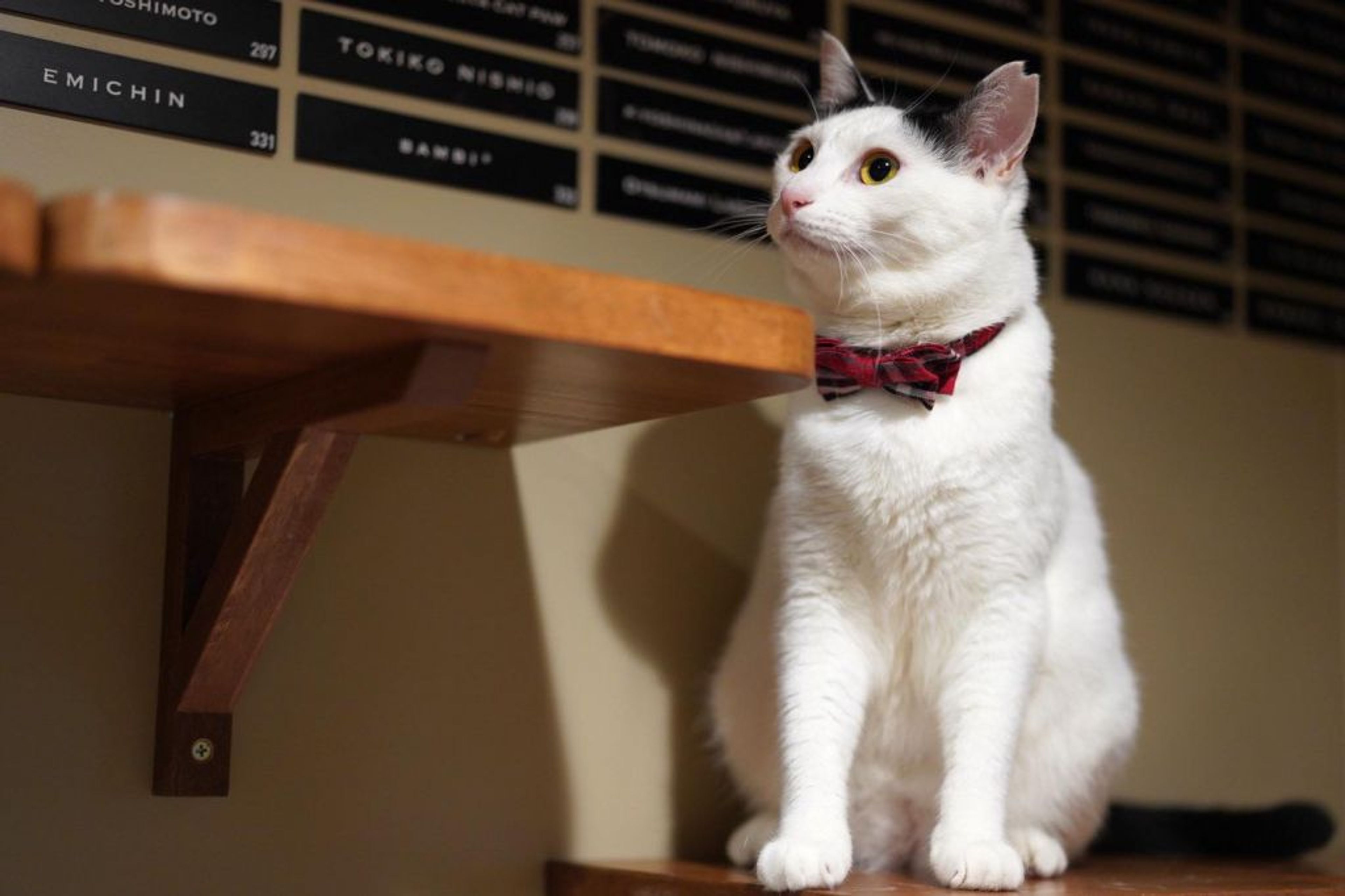 pet-image-4