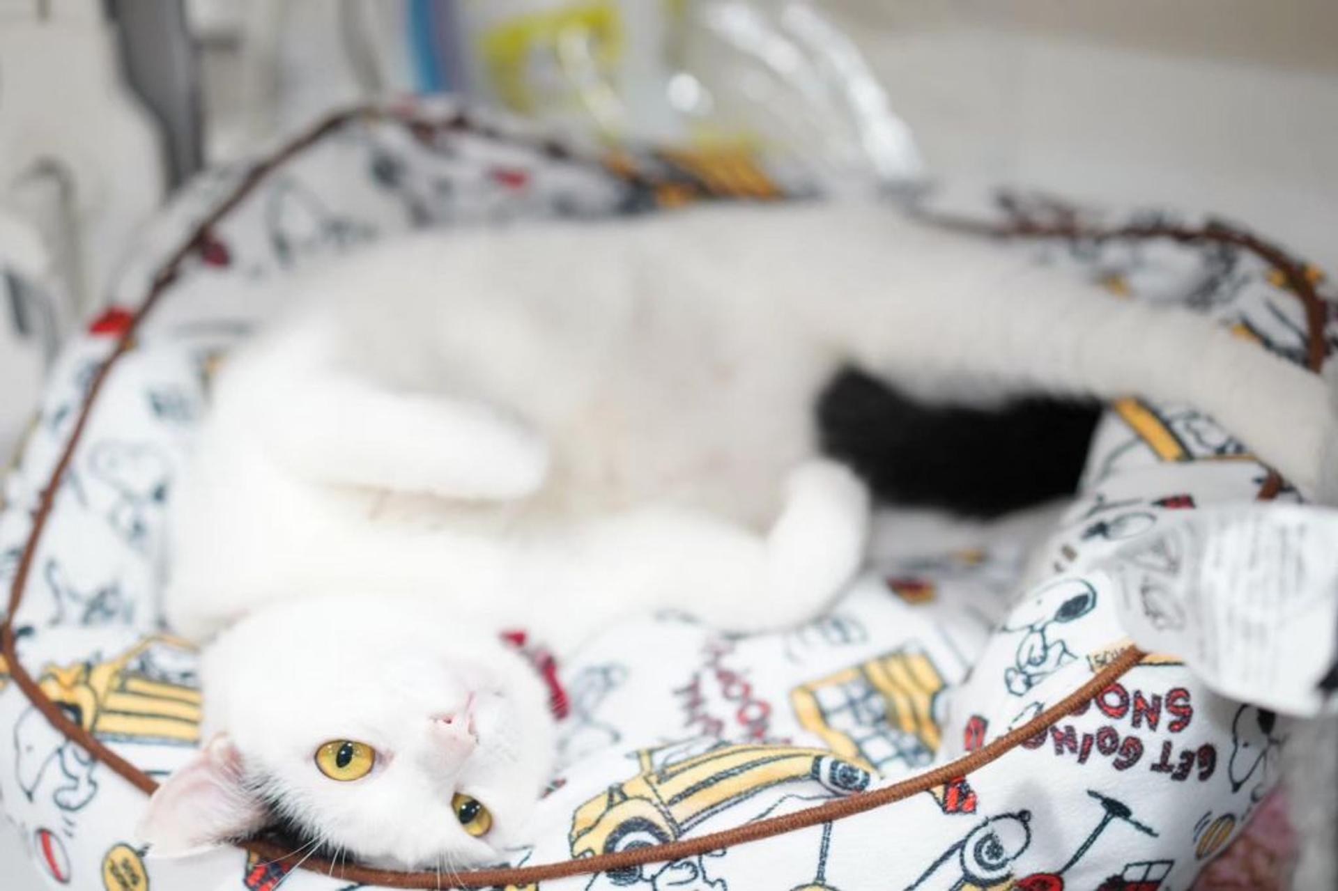 pet-image-5
