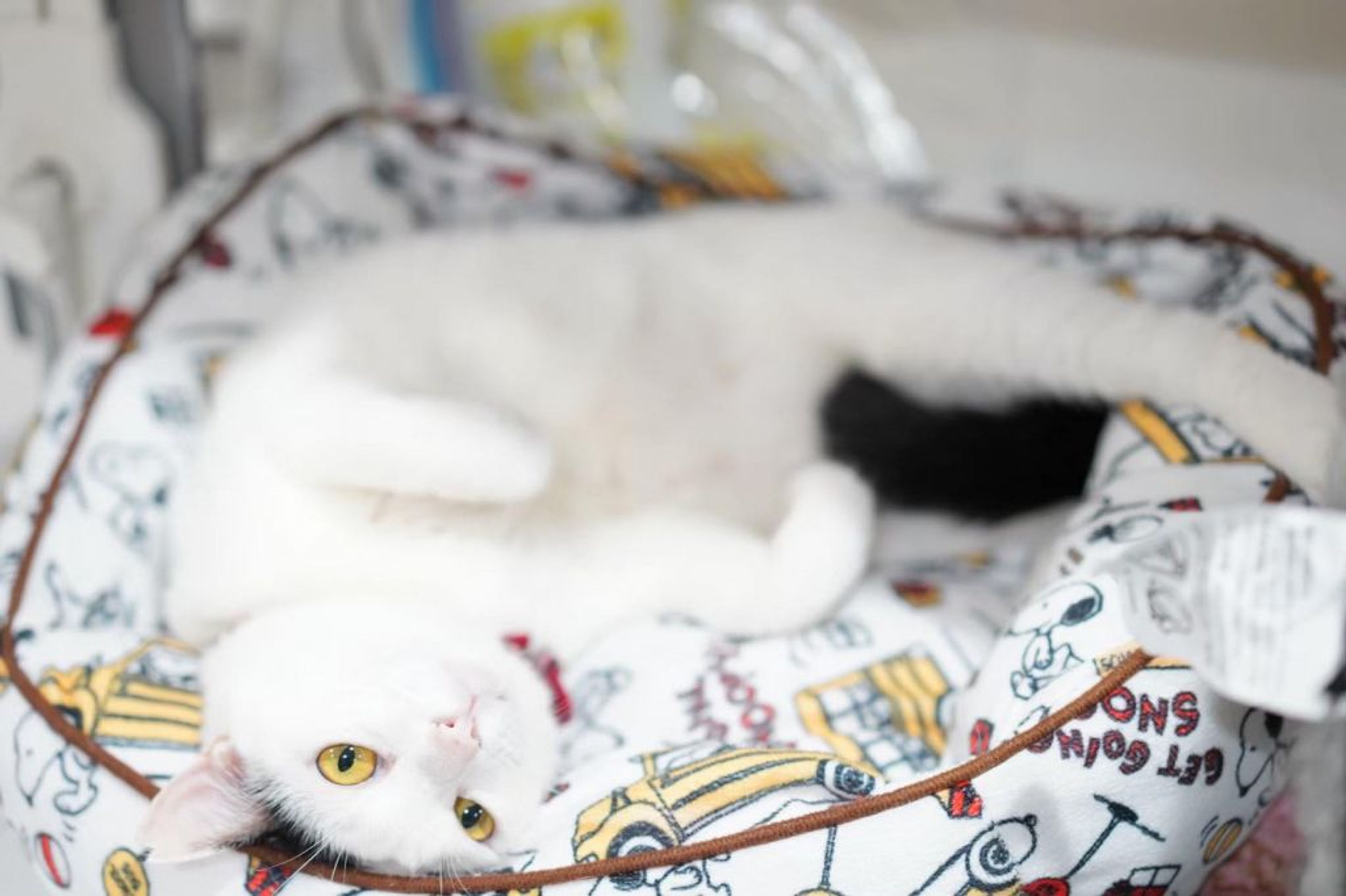pet-image-5
