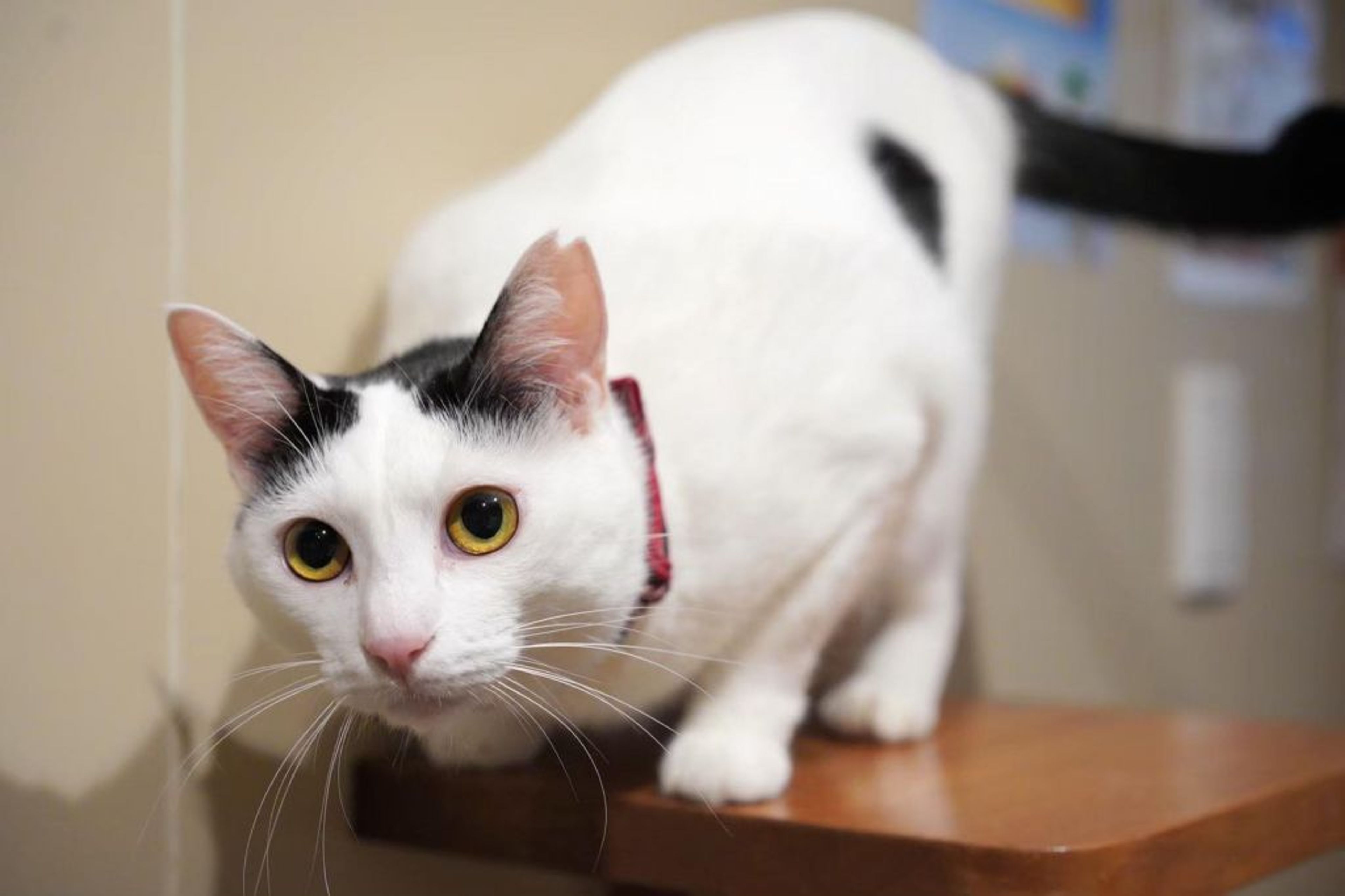 pet-image-7