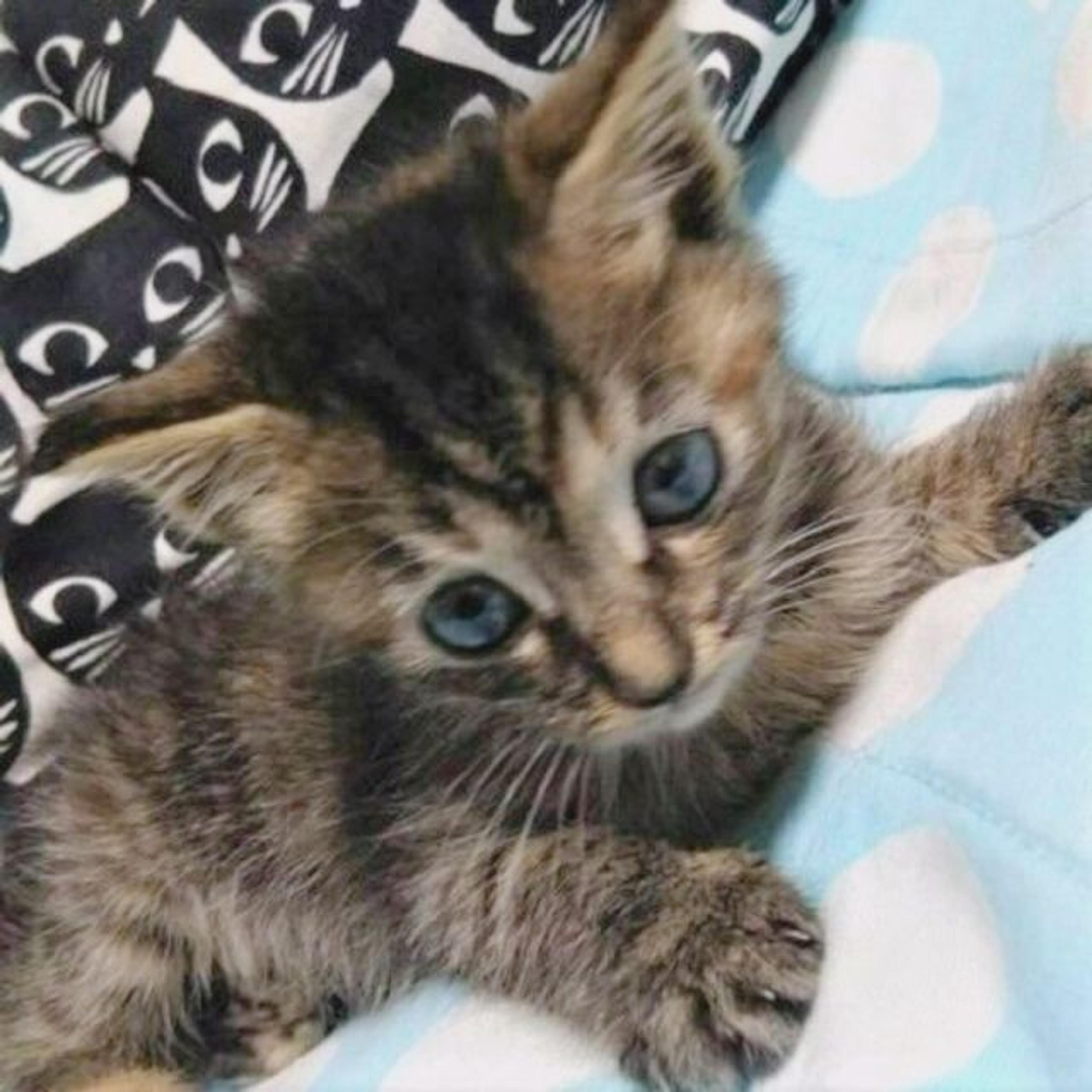 pet-image-3