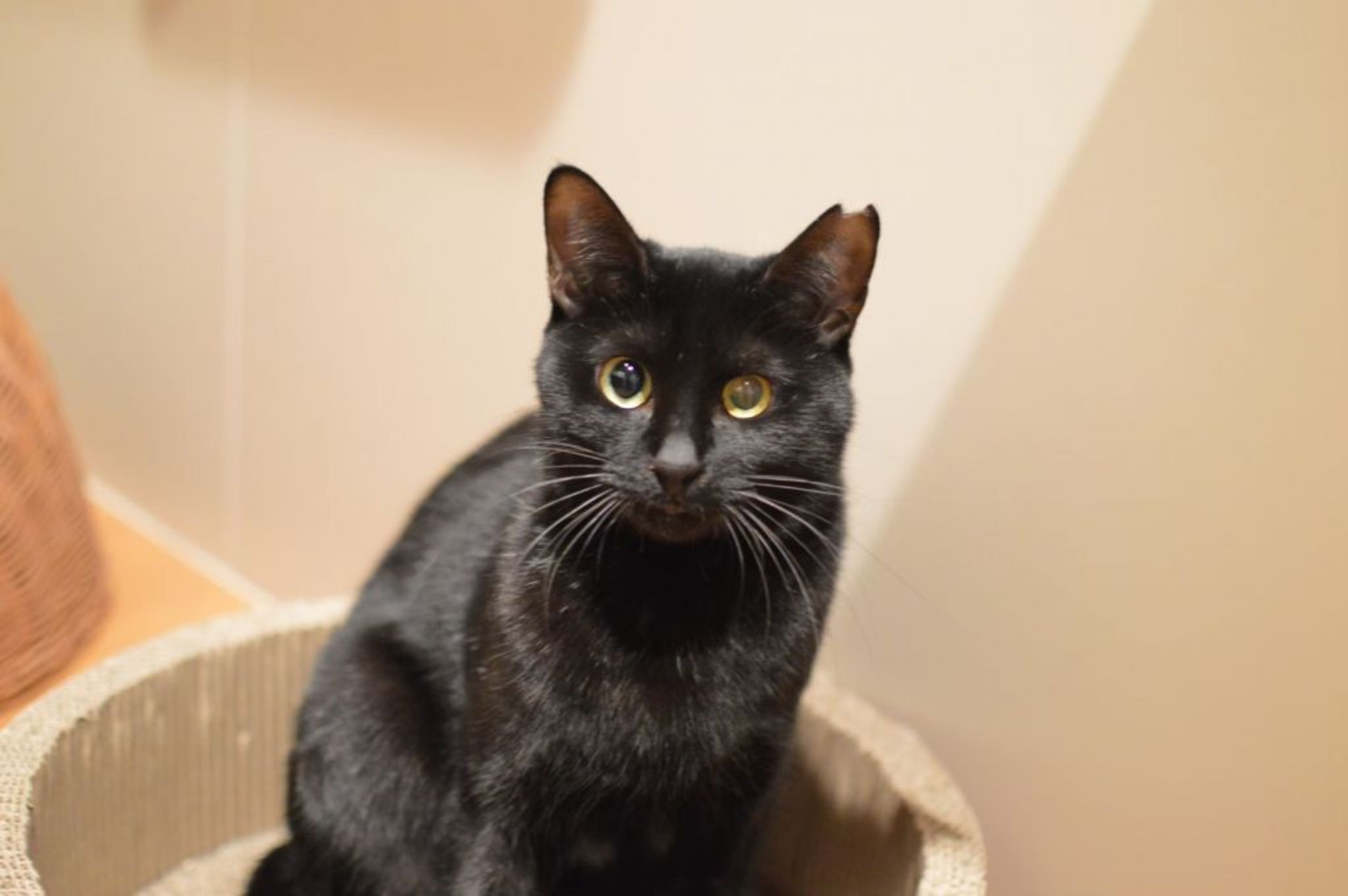 pet-image-3
