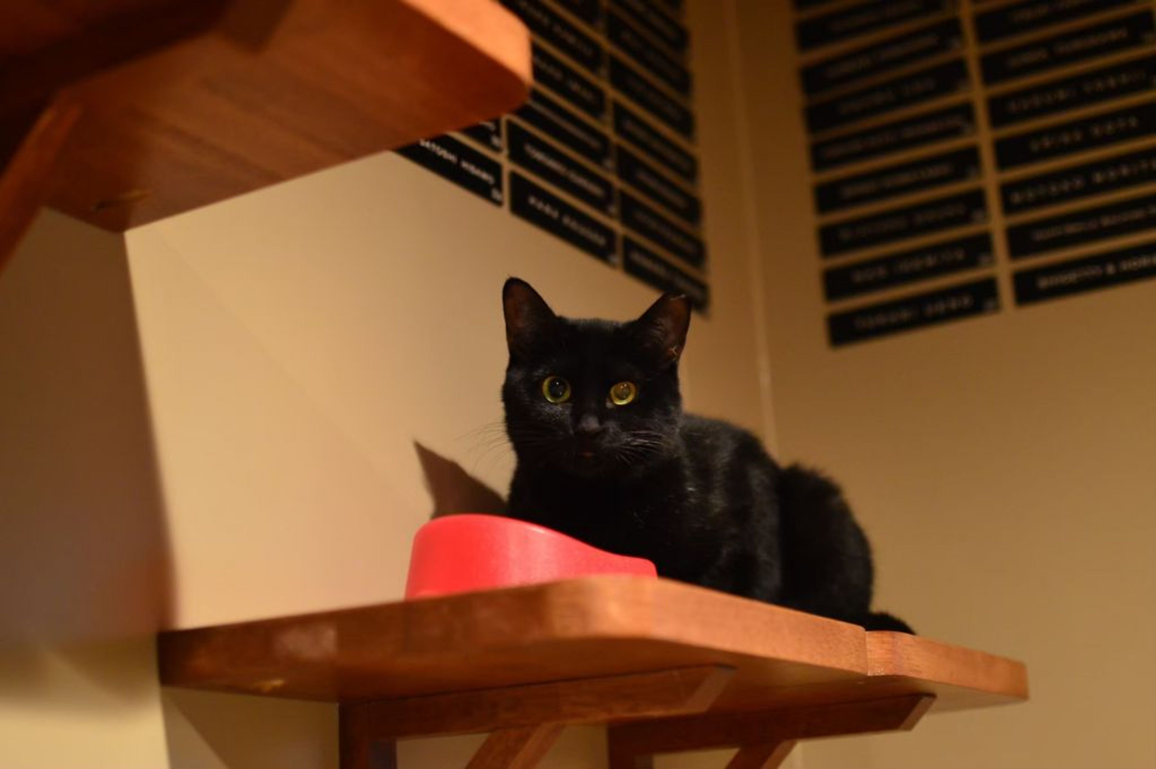 pet-image-5