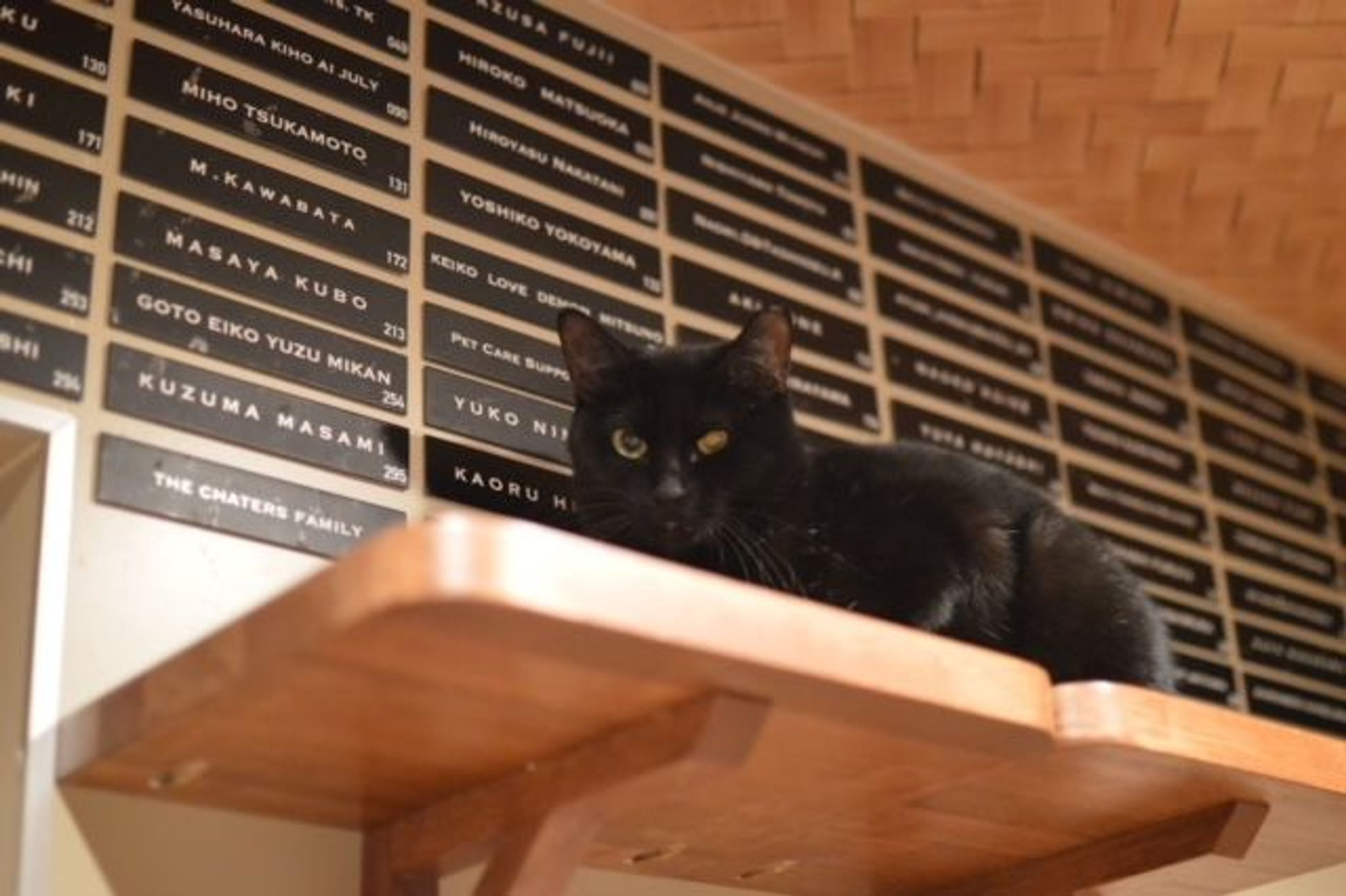 pet-image-7