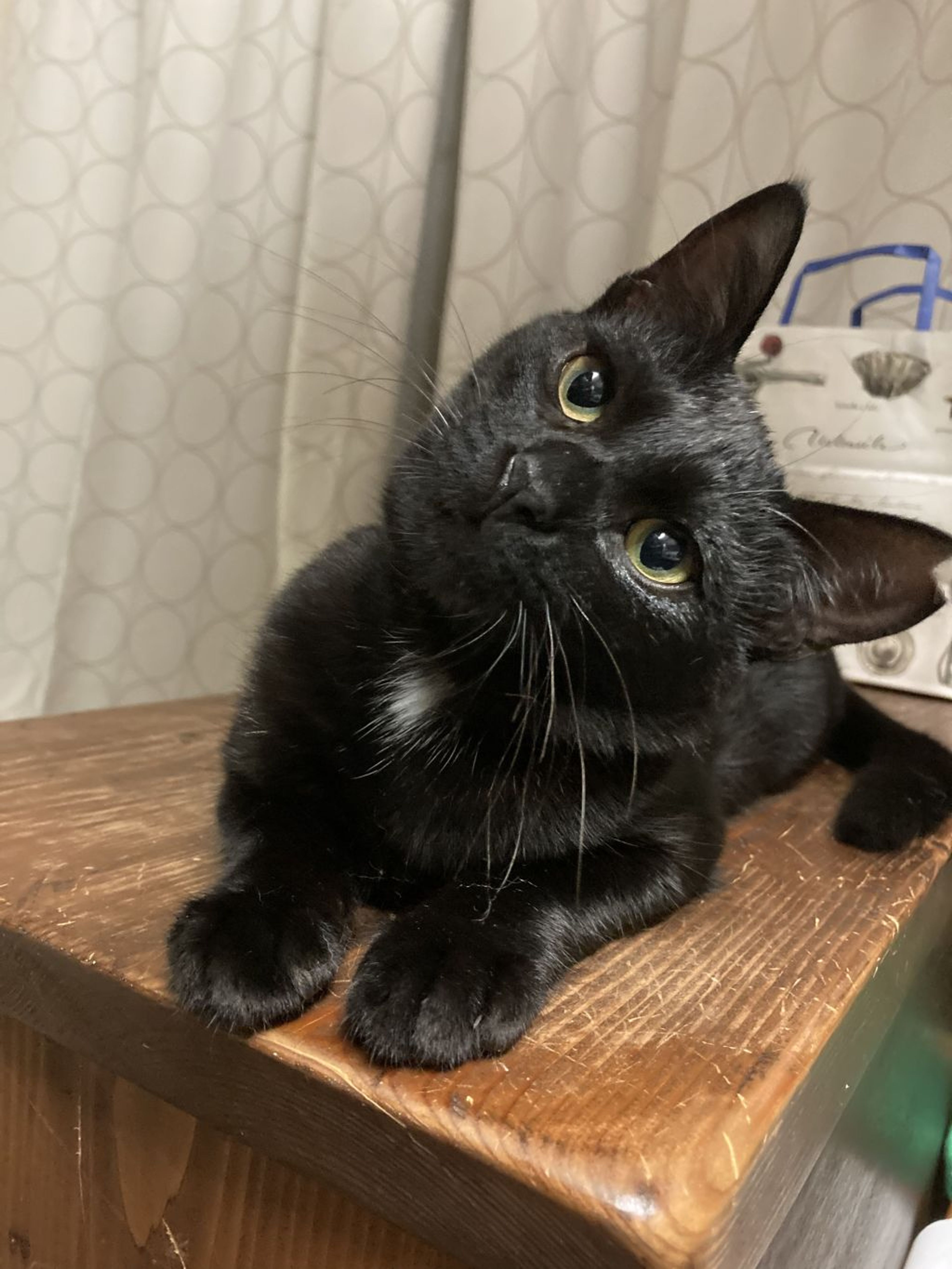 雑種（ミックス猫）・メスの里親募集の写真