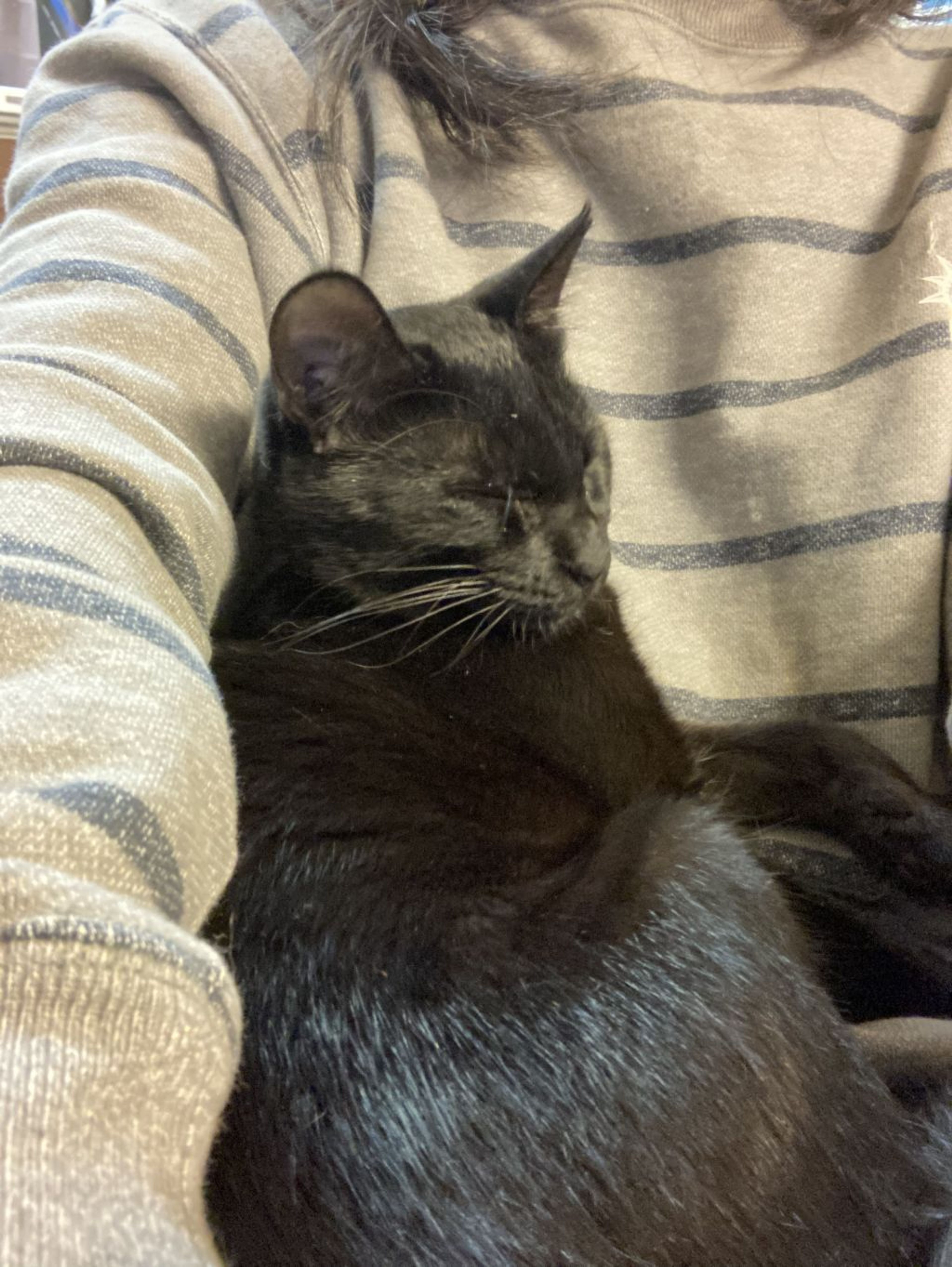 pet-image-3