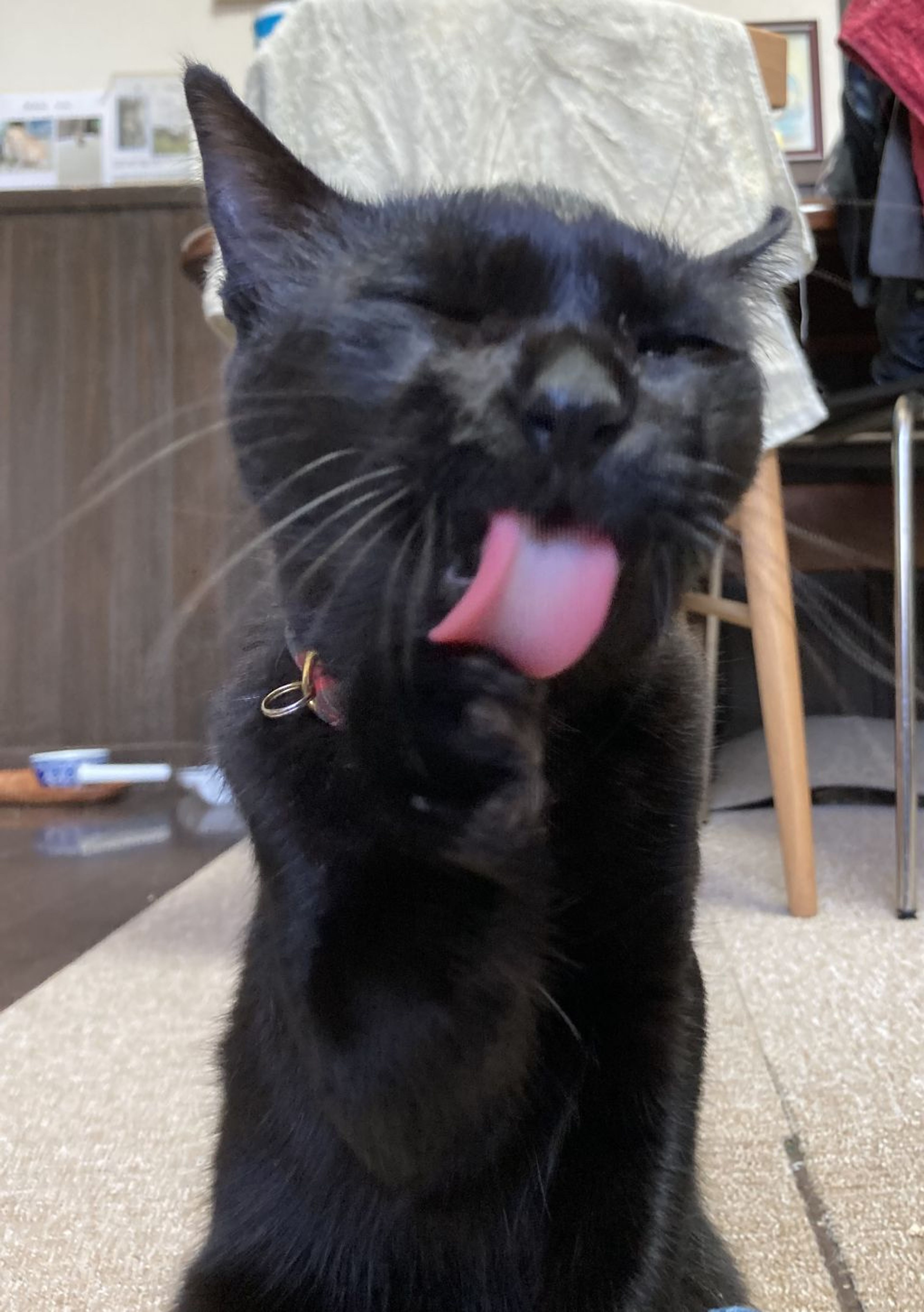 pet-image-4