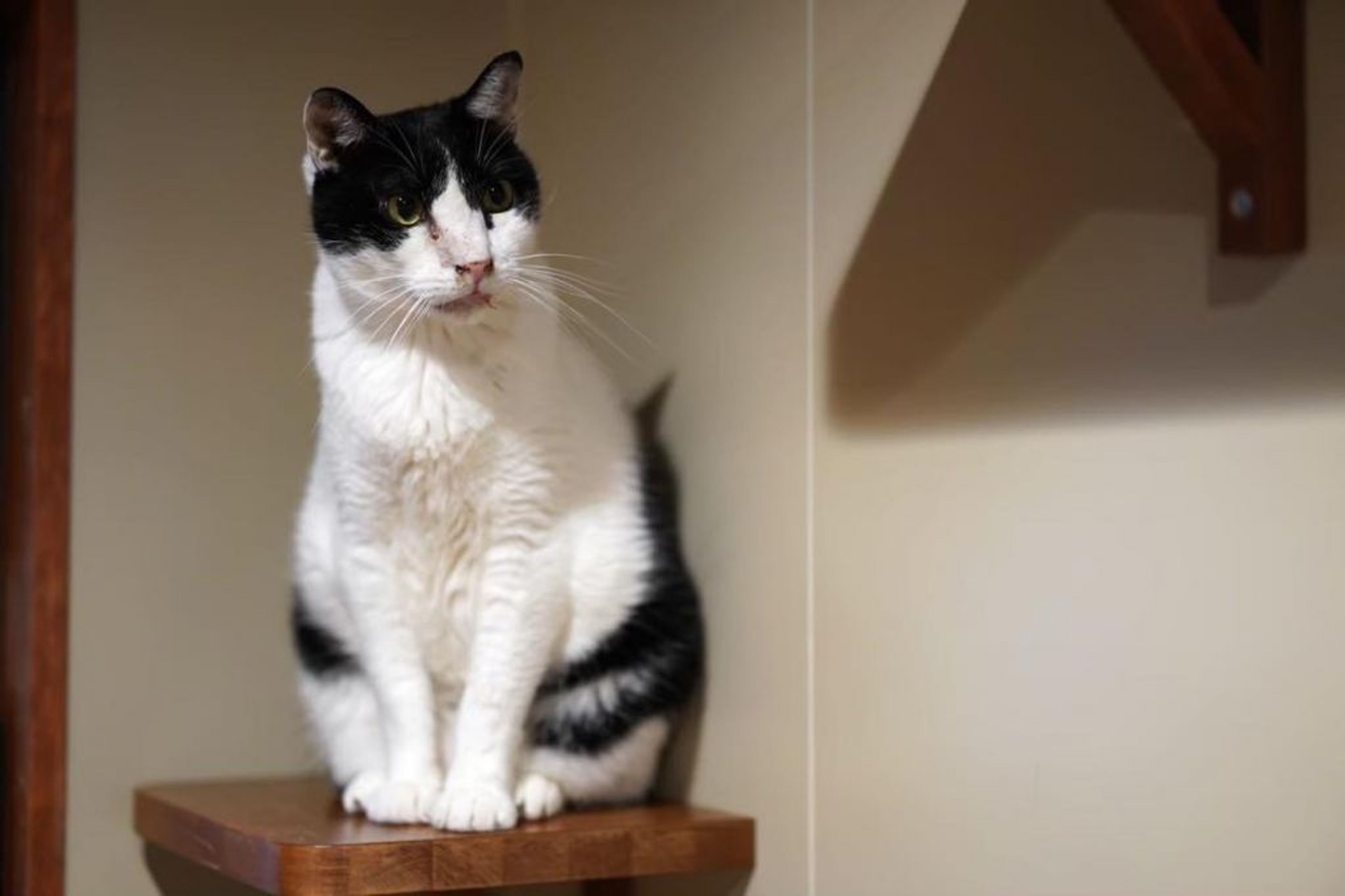 雑種（ミックス猫）・オスの里親募集の写真