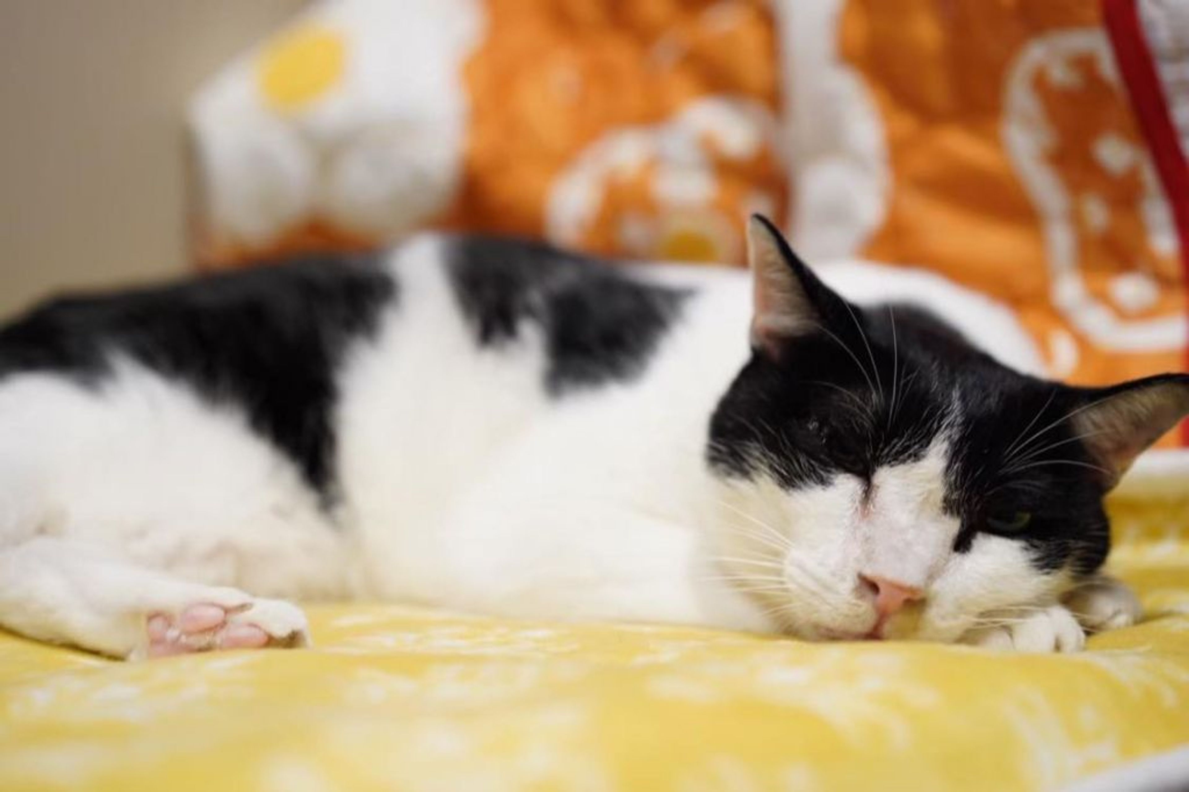 pet-image-3