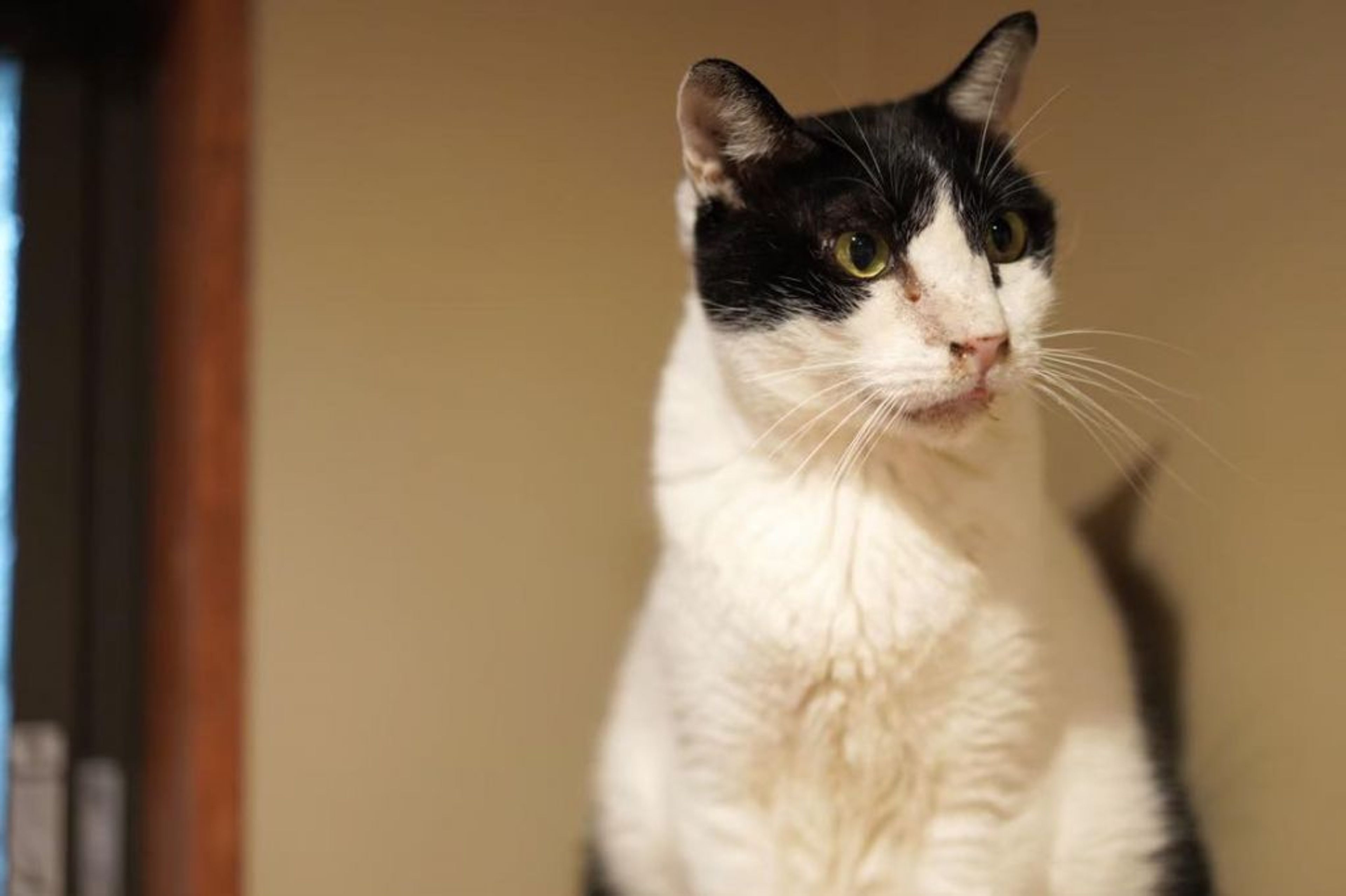 pet-image-5