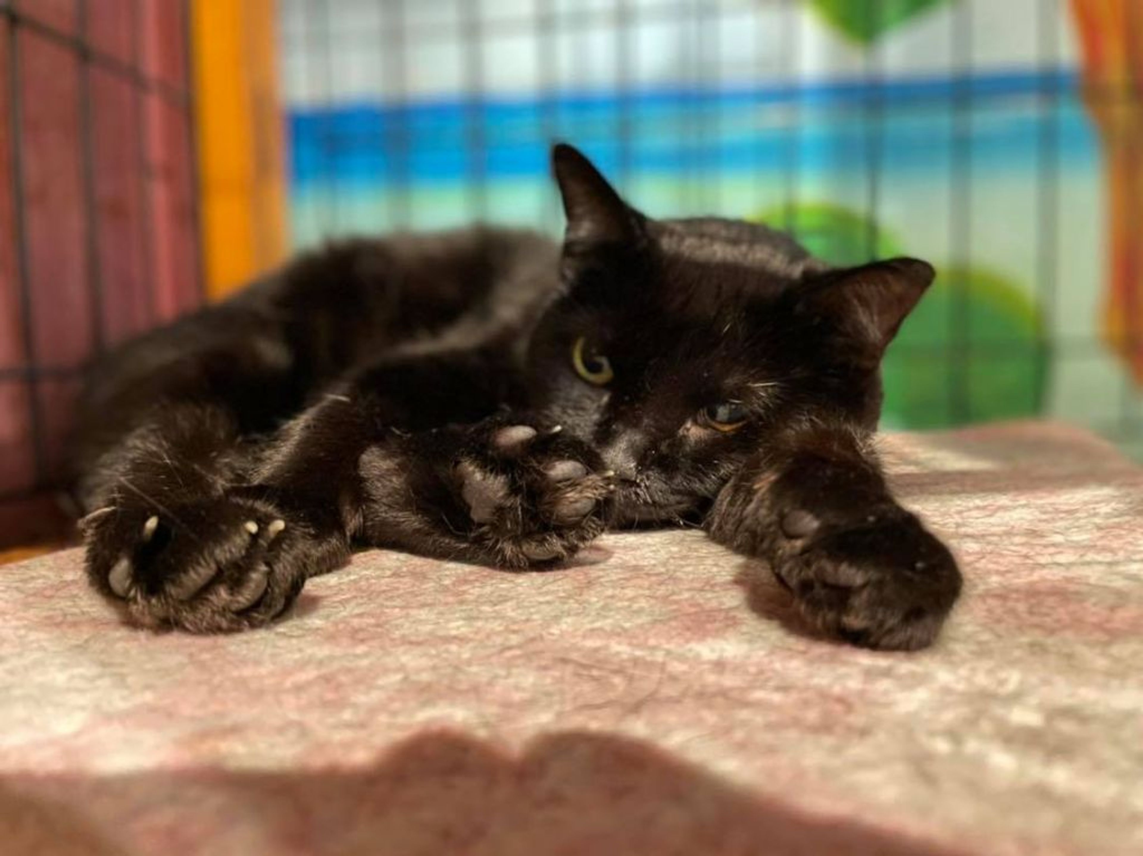 pet-image-3