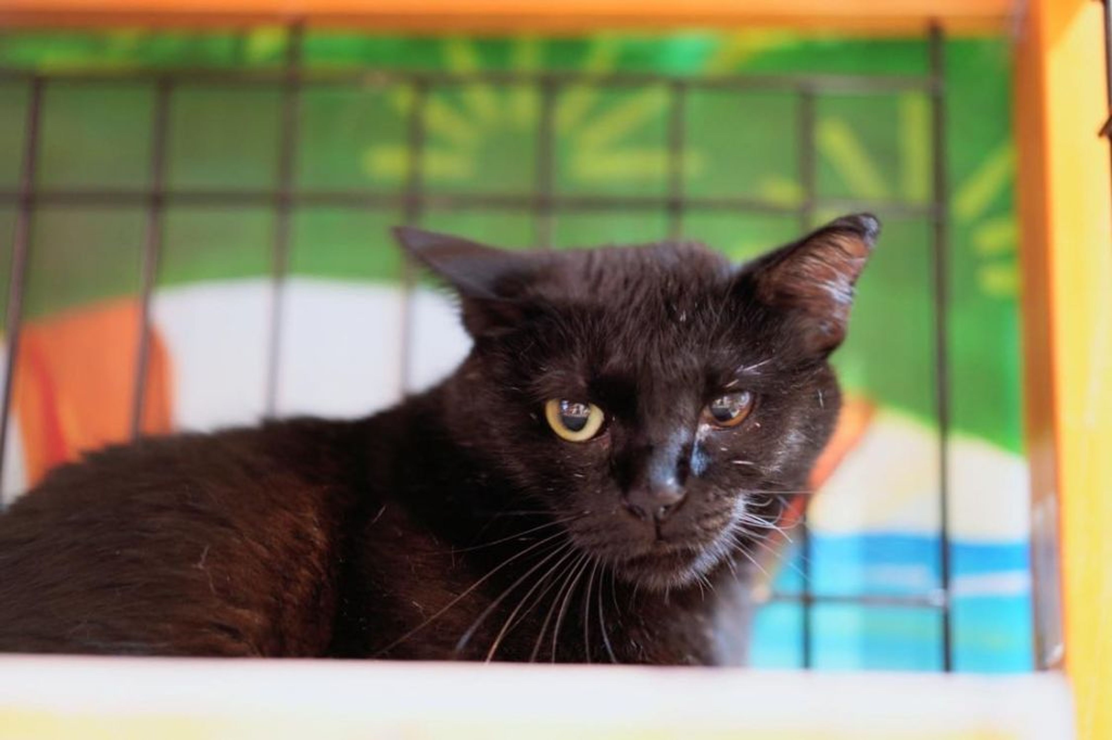 pet-image-5