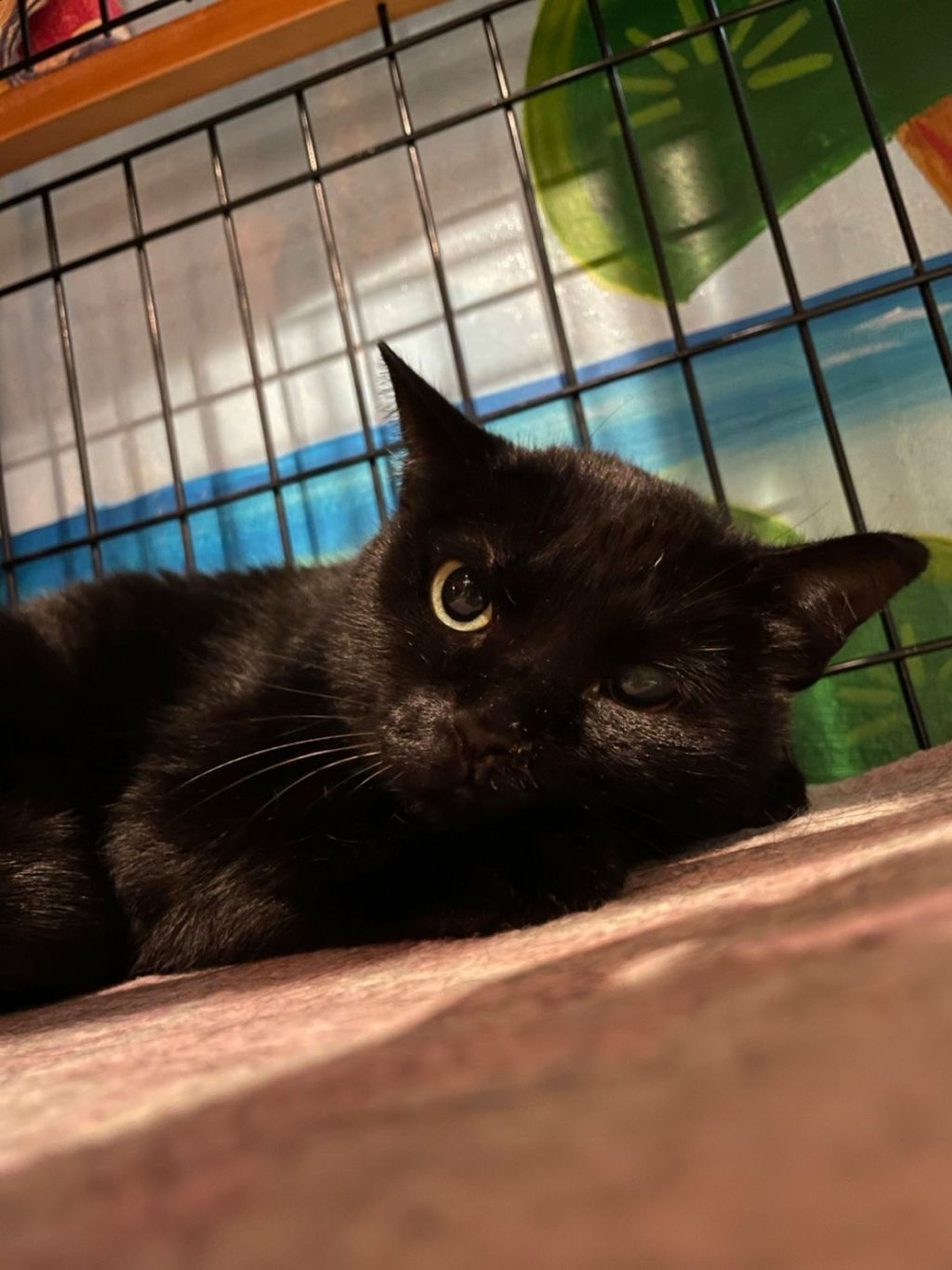 pet-image-7