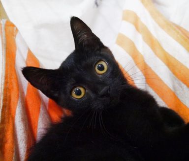 ネルの写真