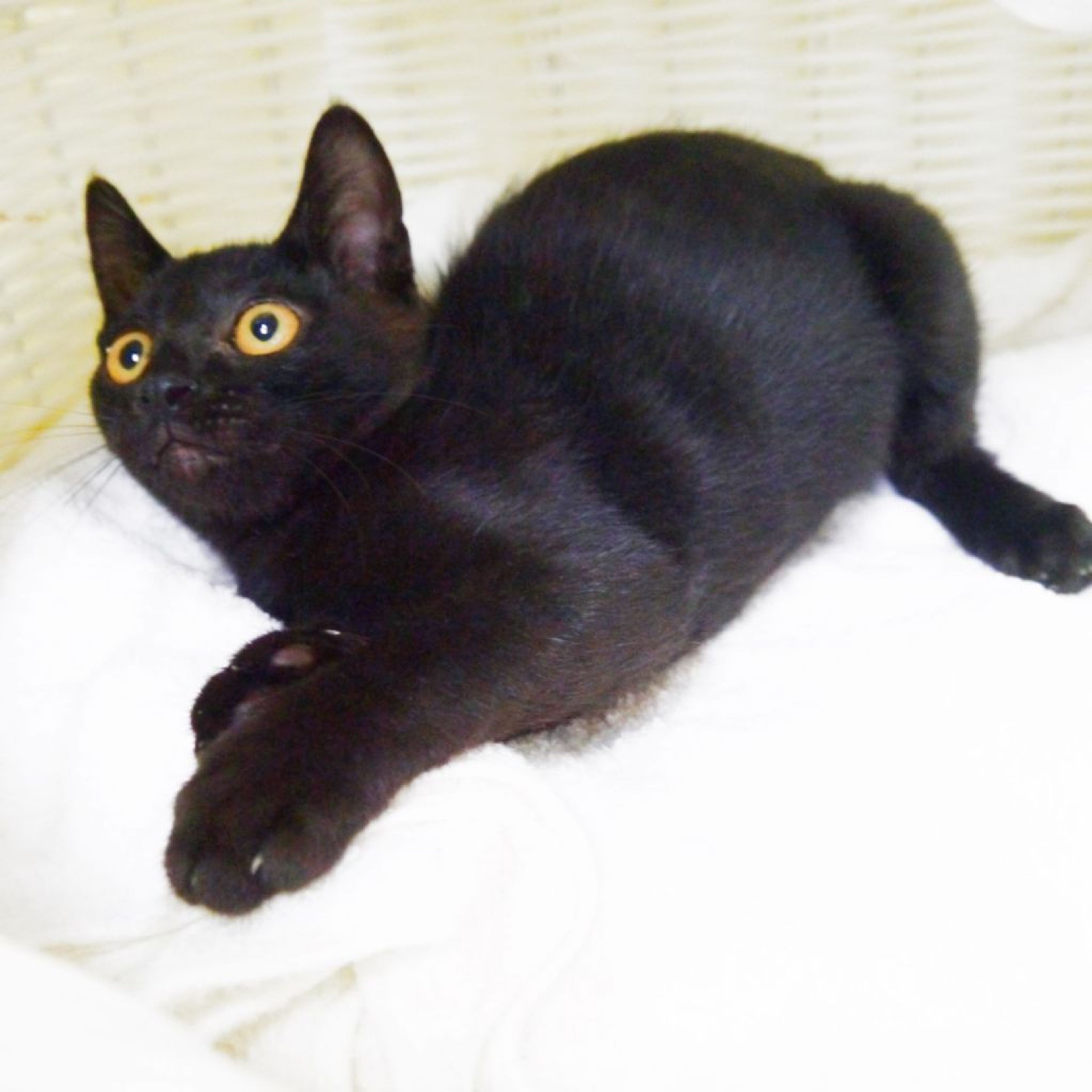 pet-image-3