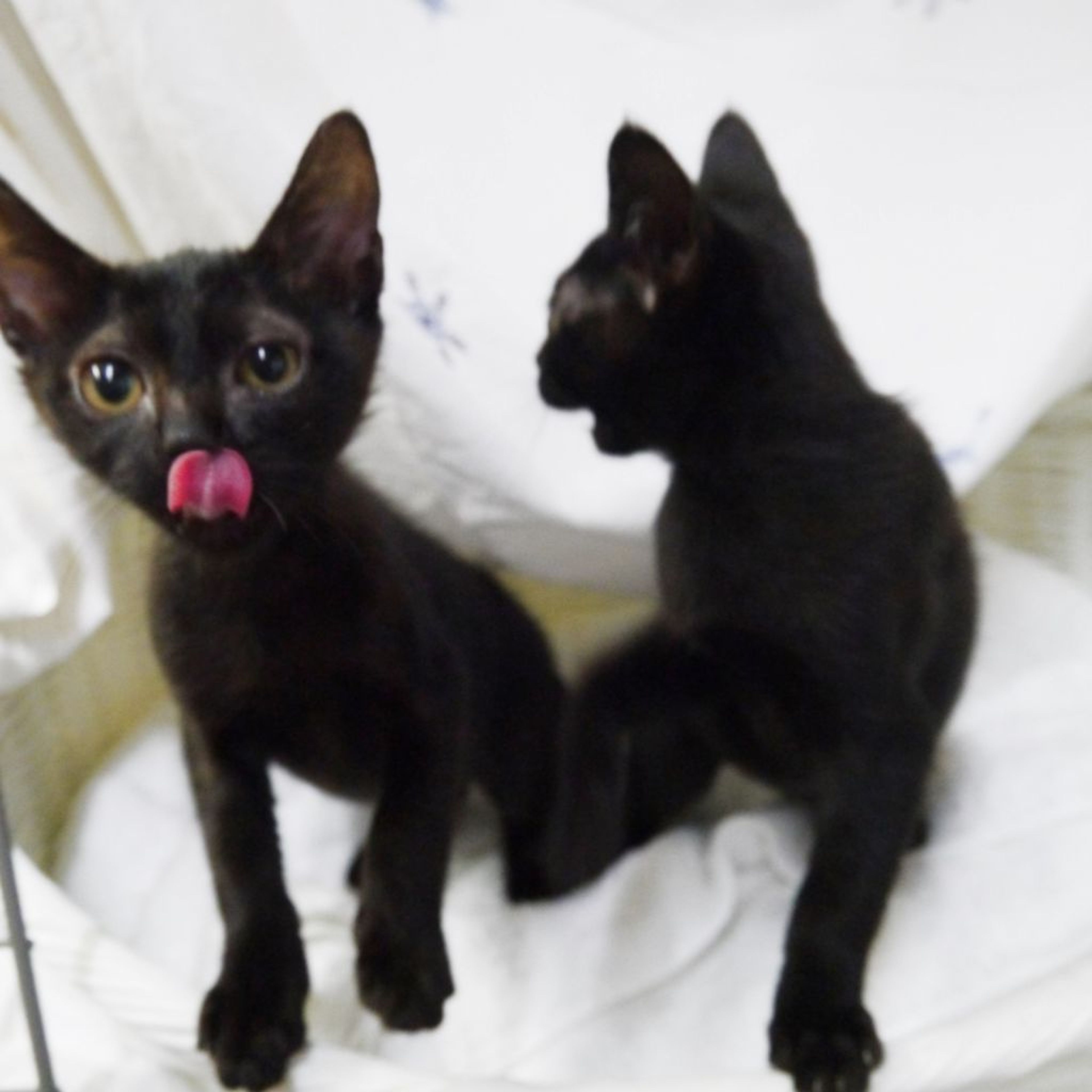 pet-image-4