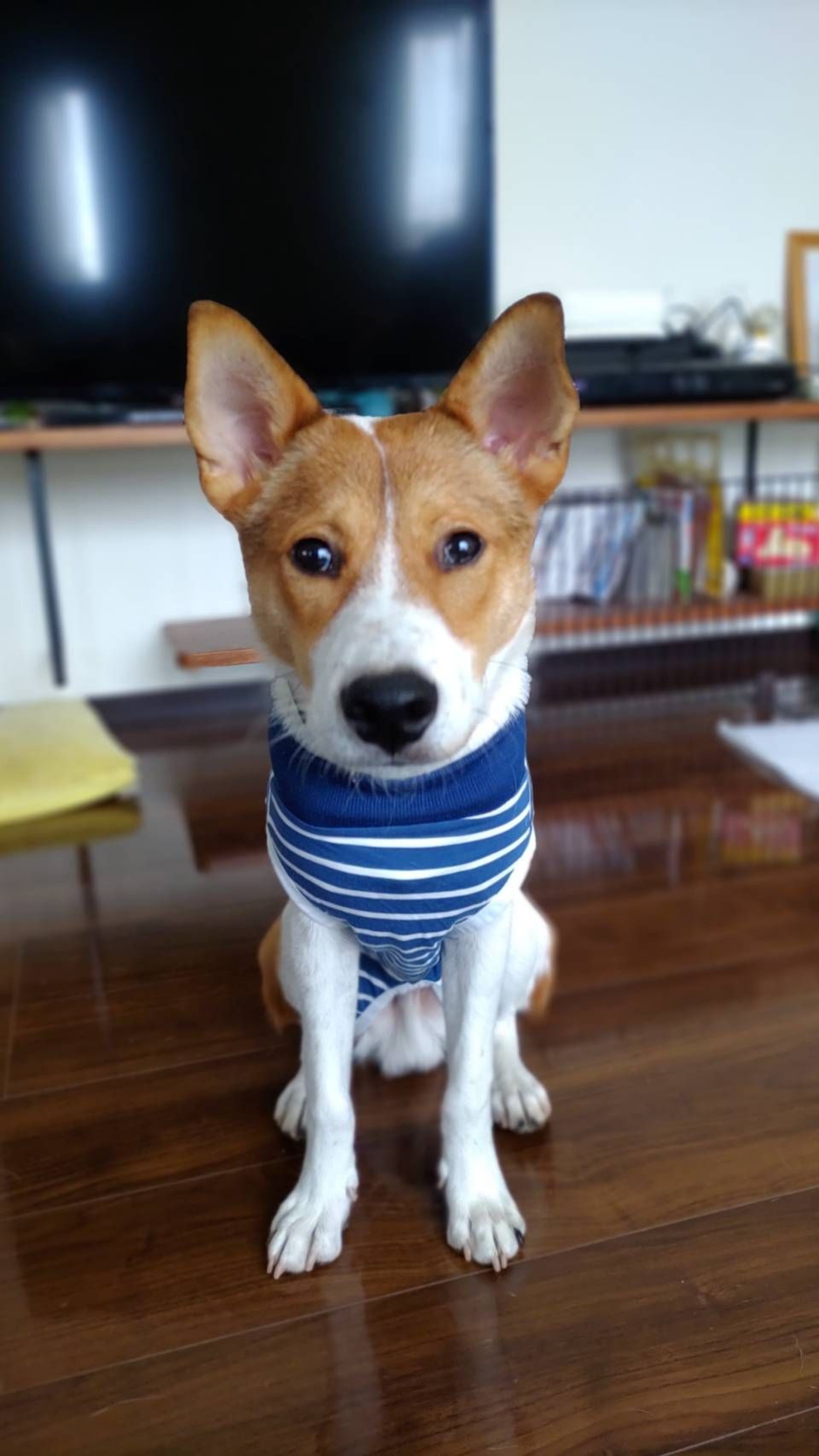 雑種（ミックス犬）・オスの里親募集の写真
