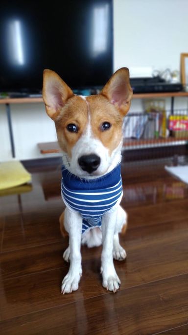 中型犬ミックスの男の子ジャックくんの写真