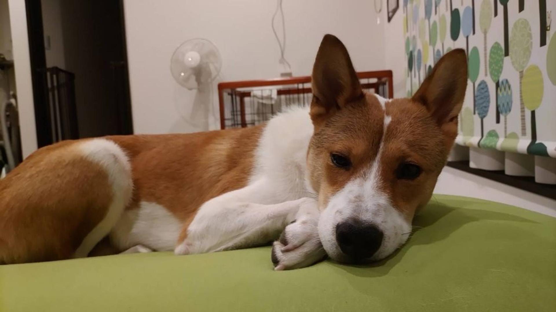 pet-image-3