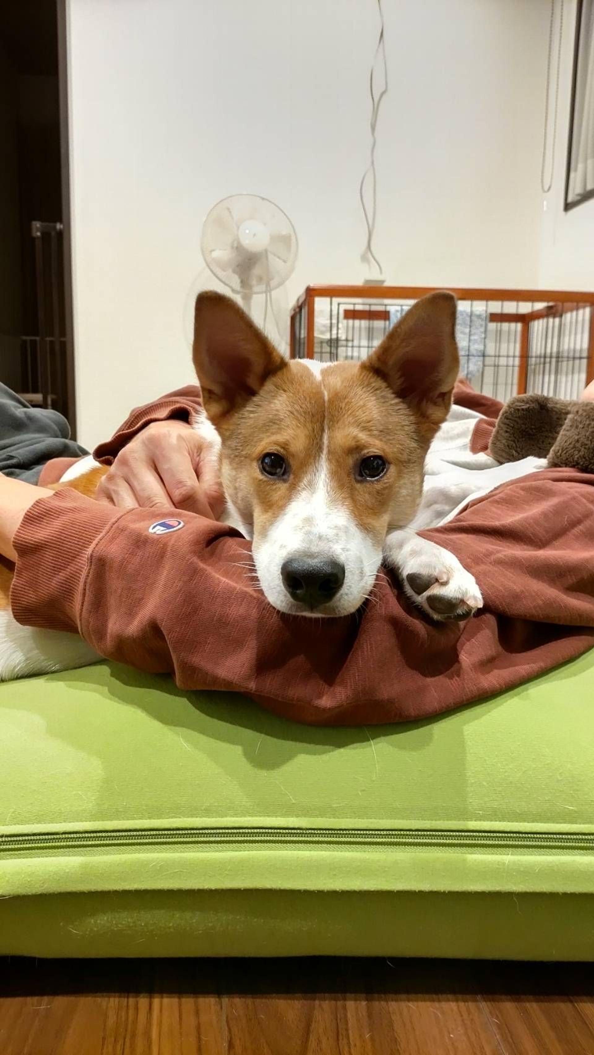 pet-image-5