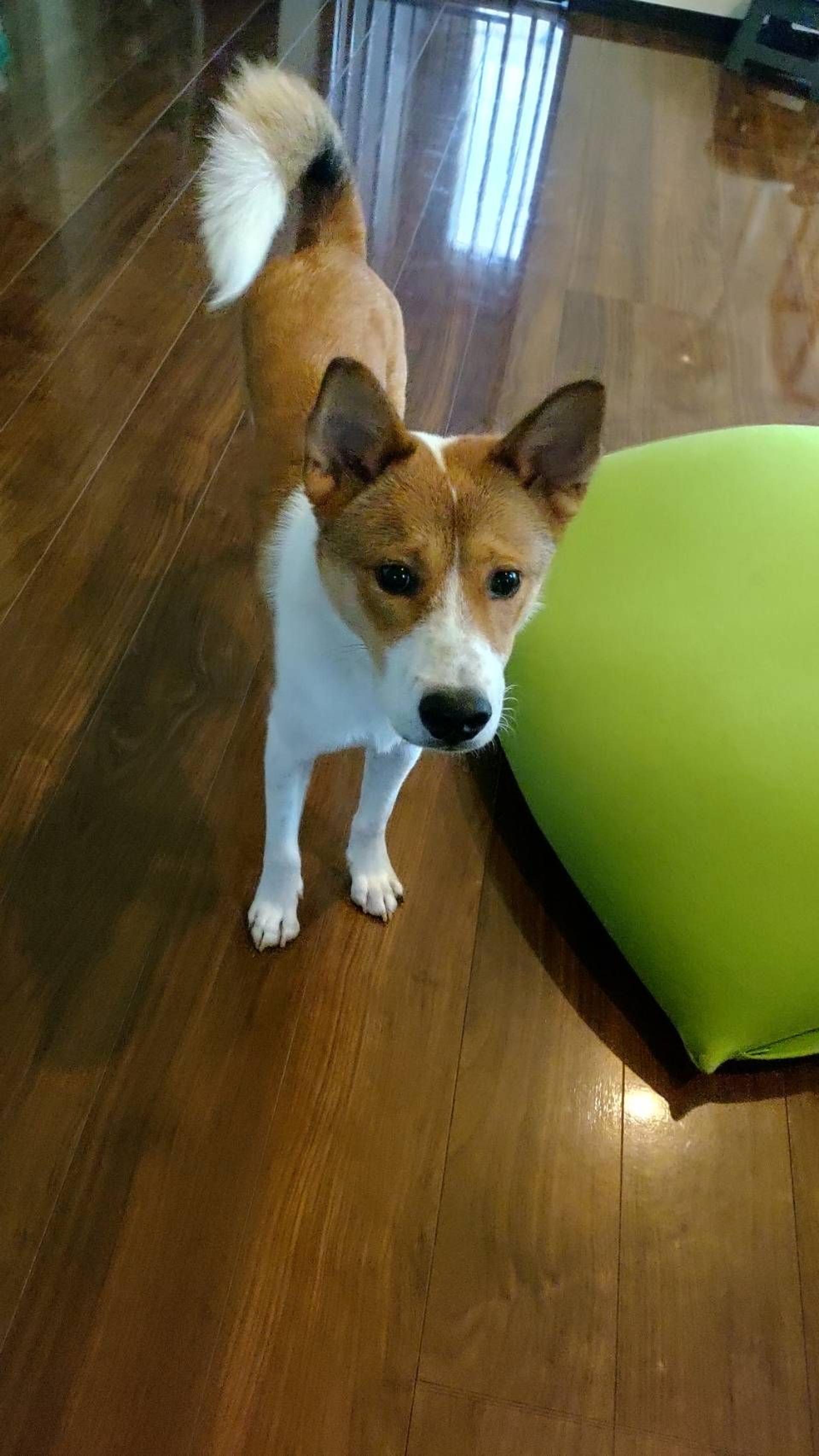 pet-image-6