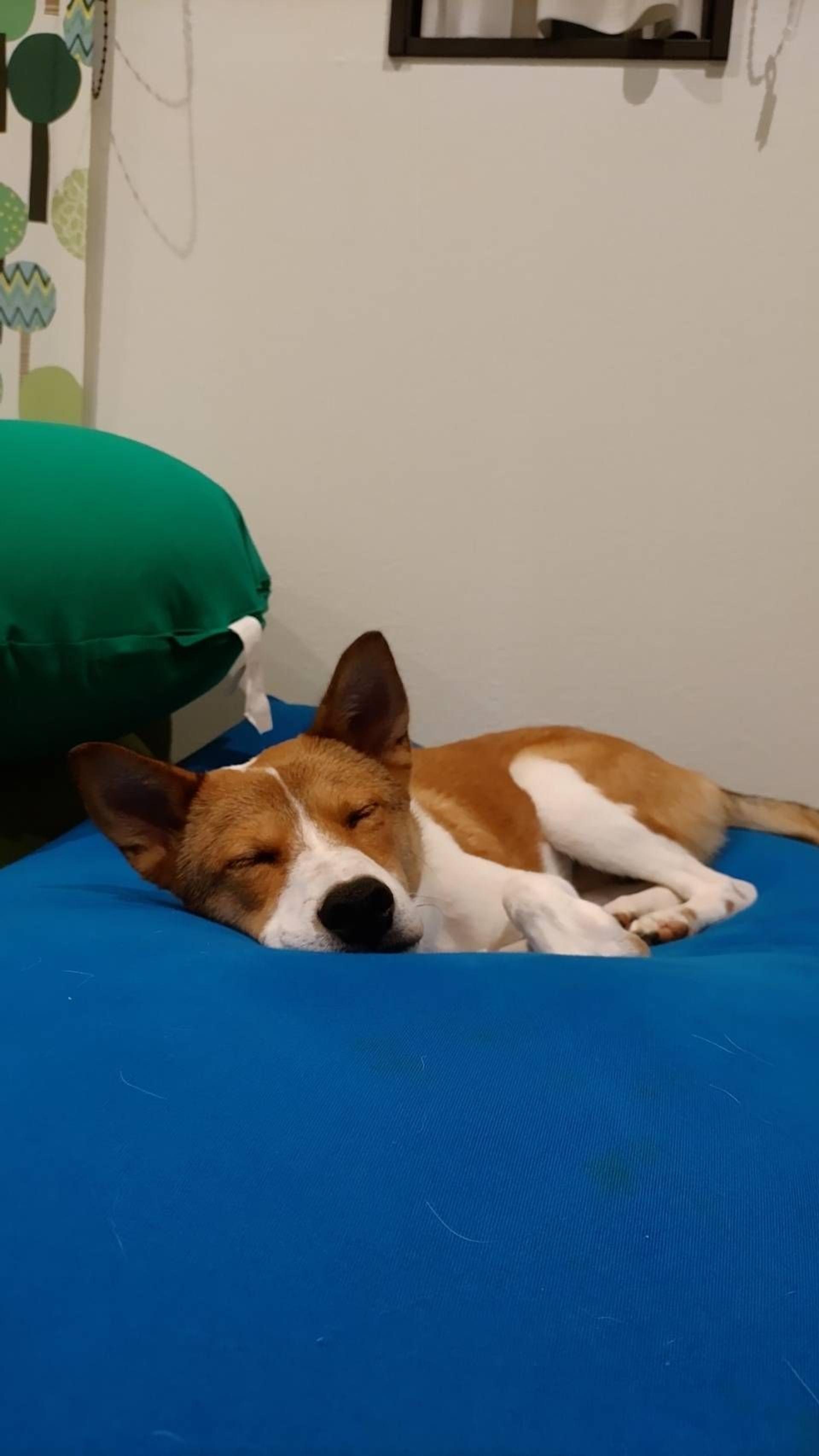 pet-image-8