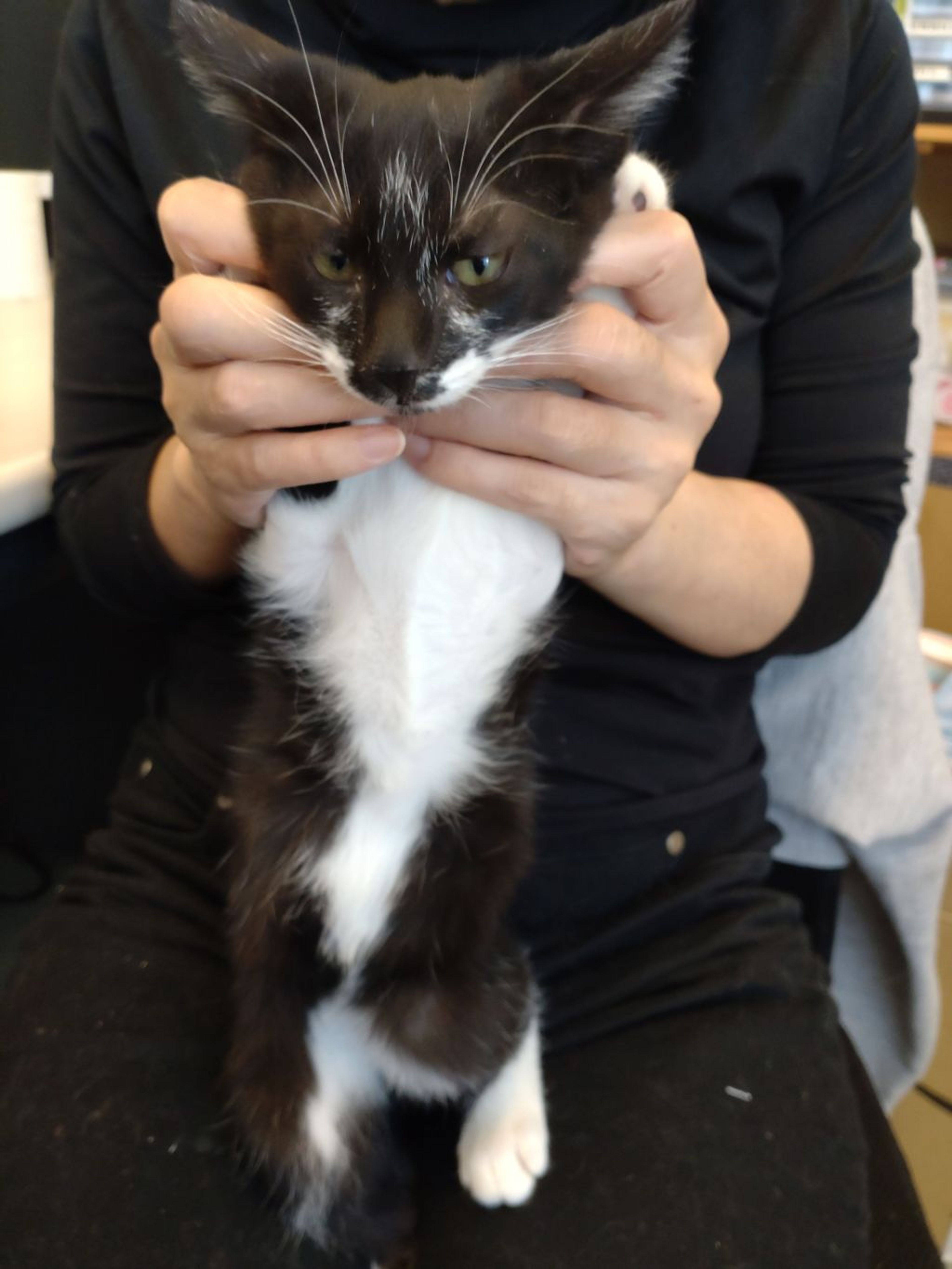 pet-image-2