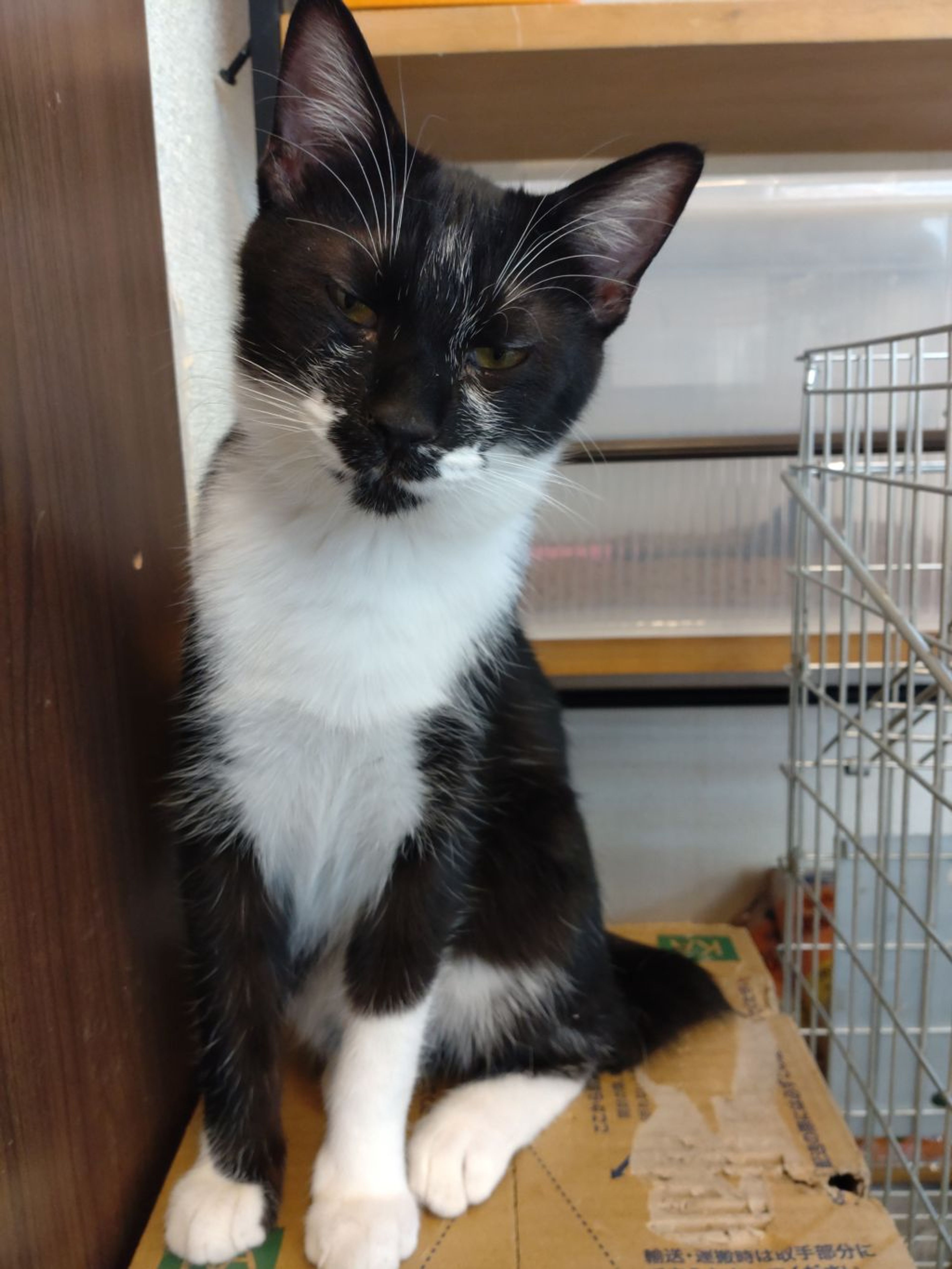 pet-image-3