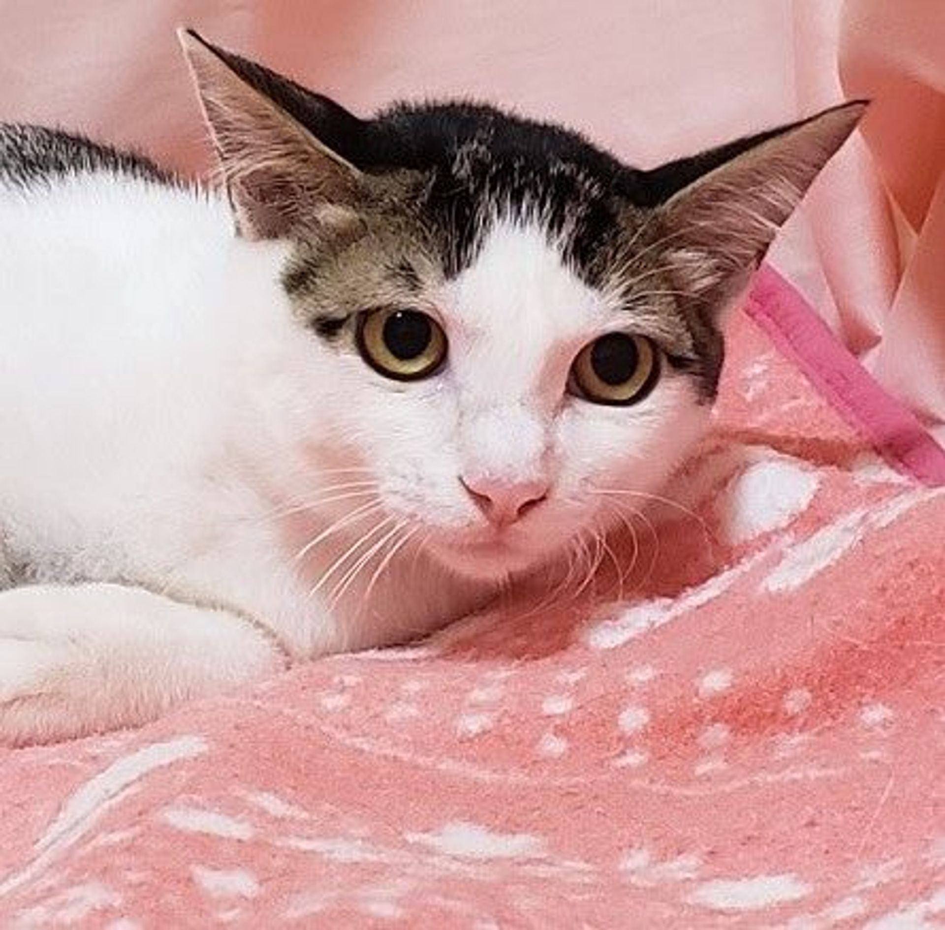 雑種（ミックス猫）・メスの里親募集の写真