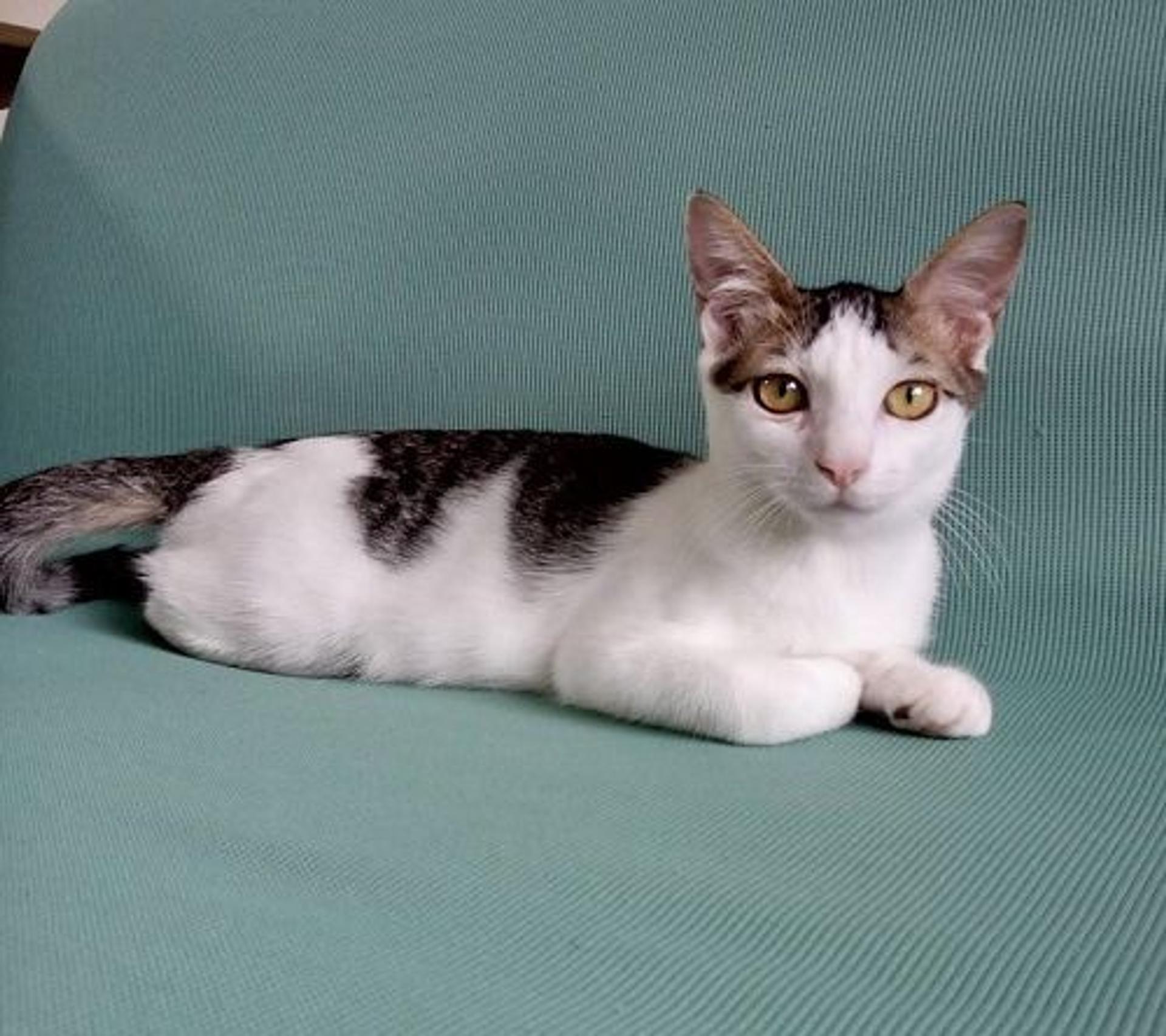 pet-image-2
