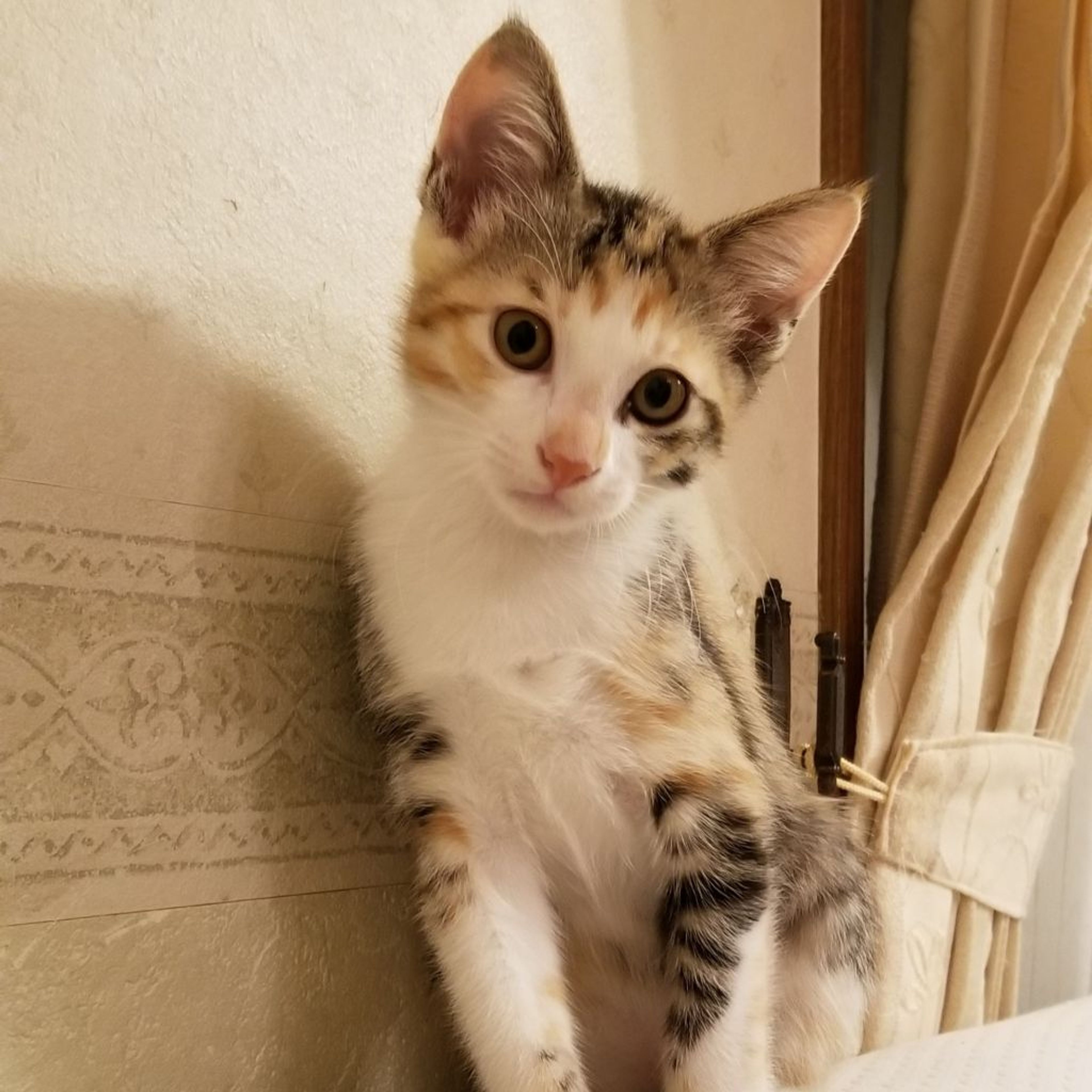 雑種（ミックス猫）・メスの里親募集の写真