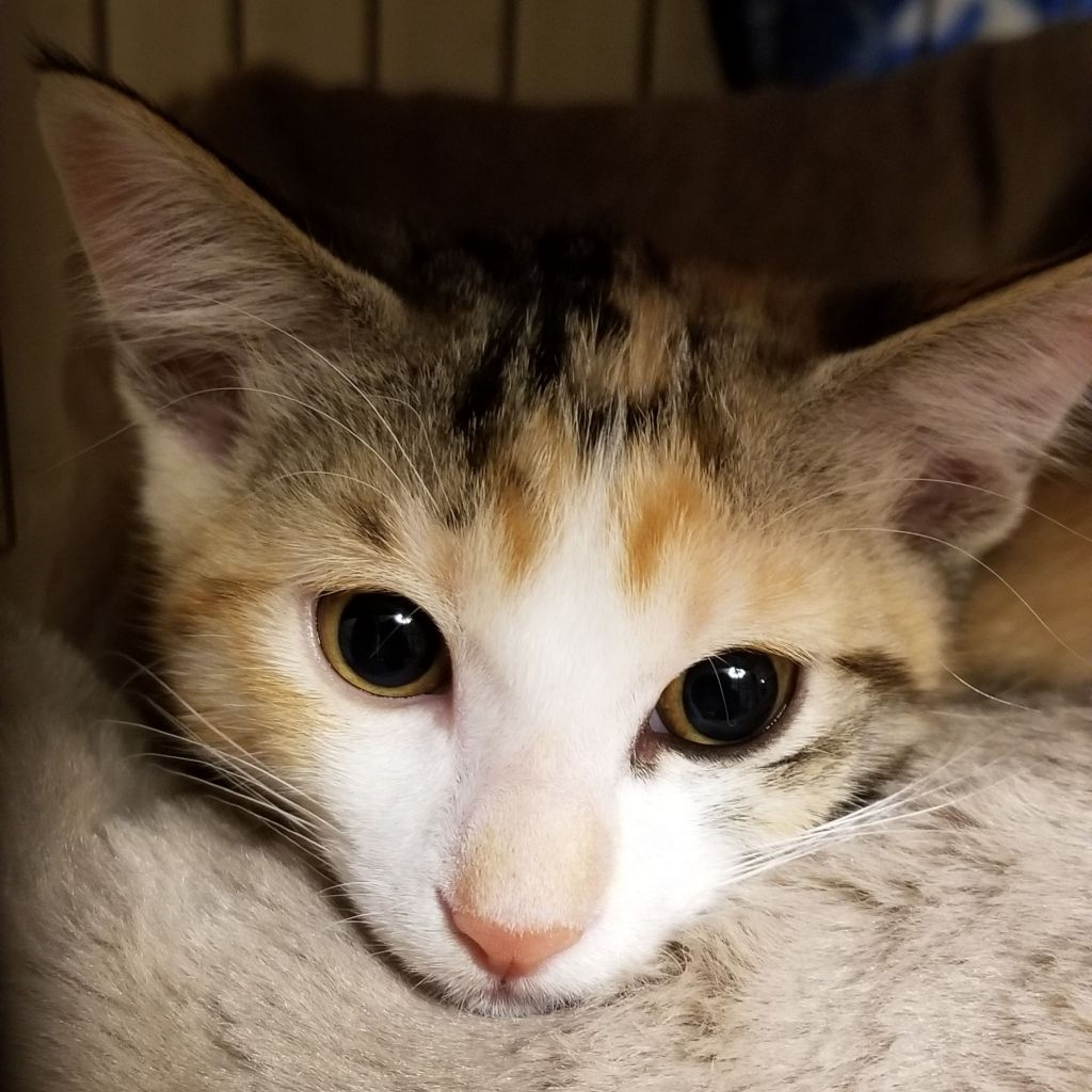 pet-image-3