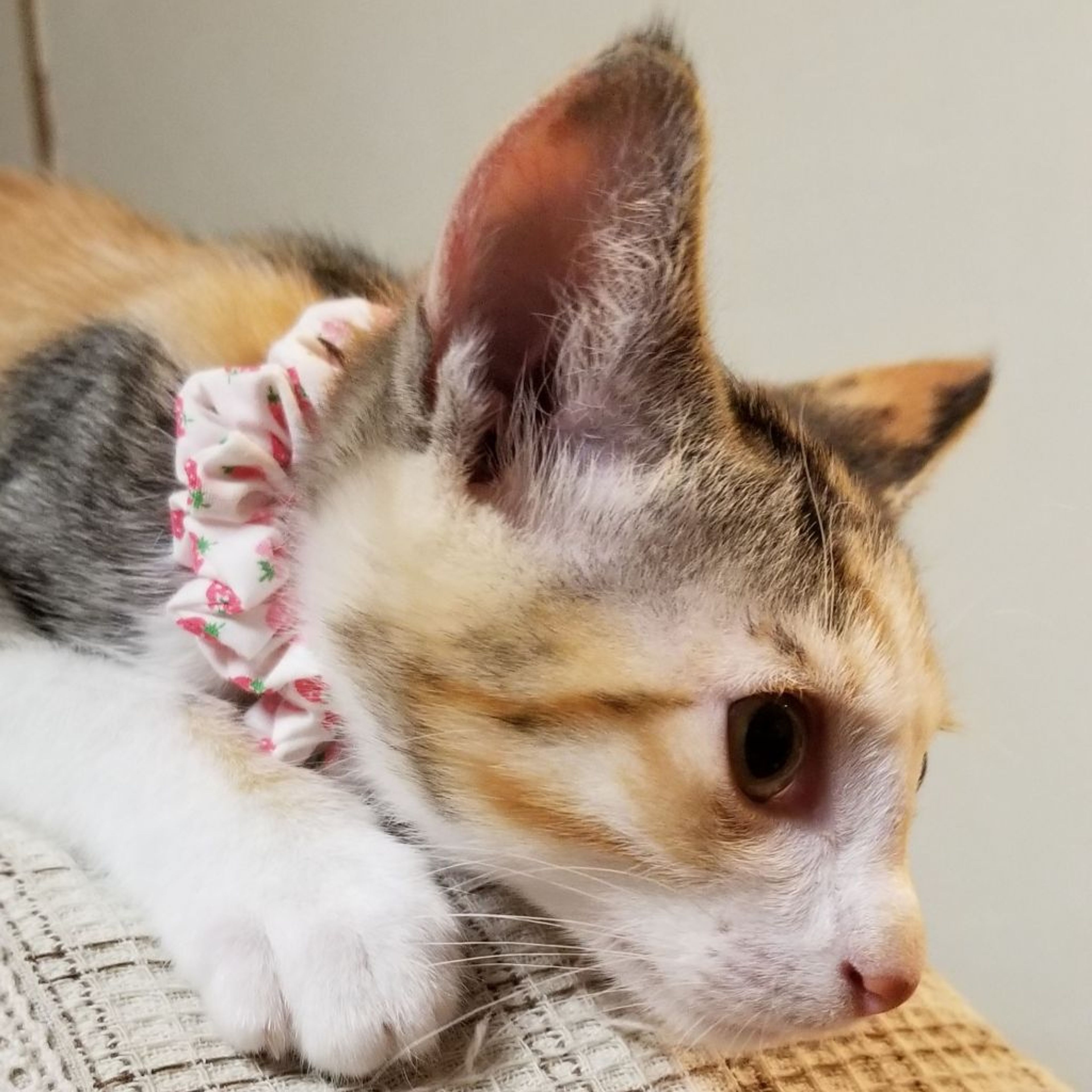 pet-image-5