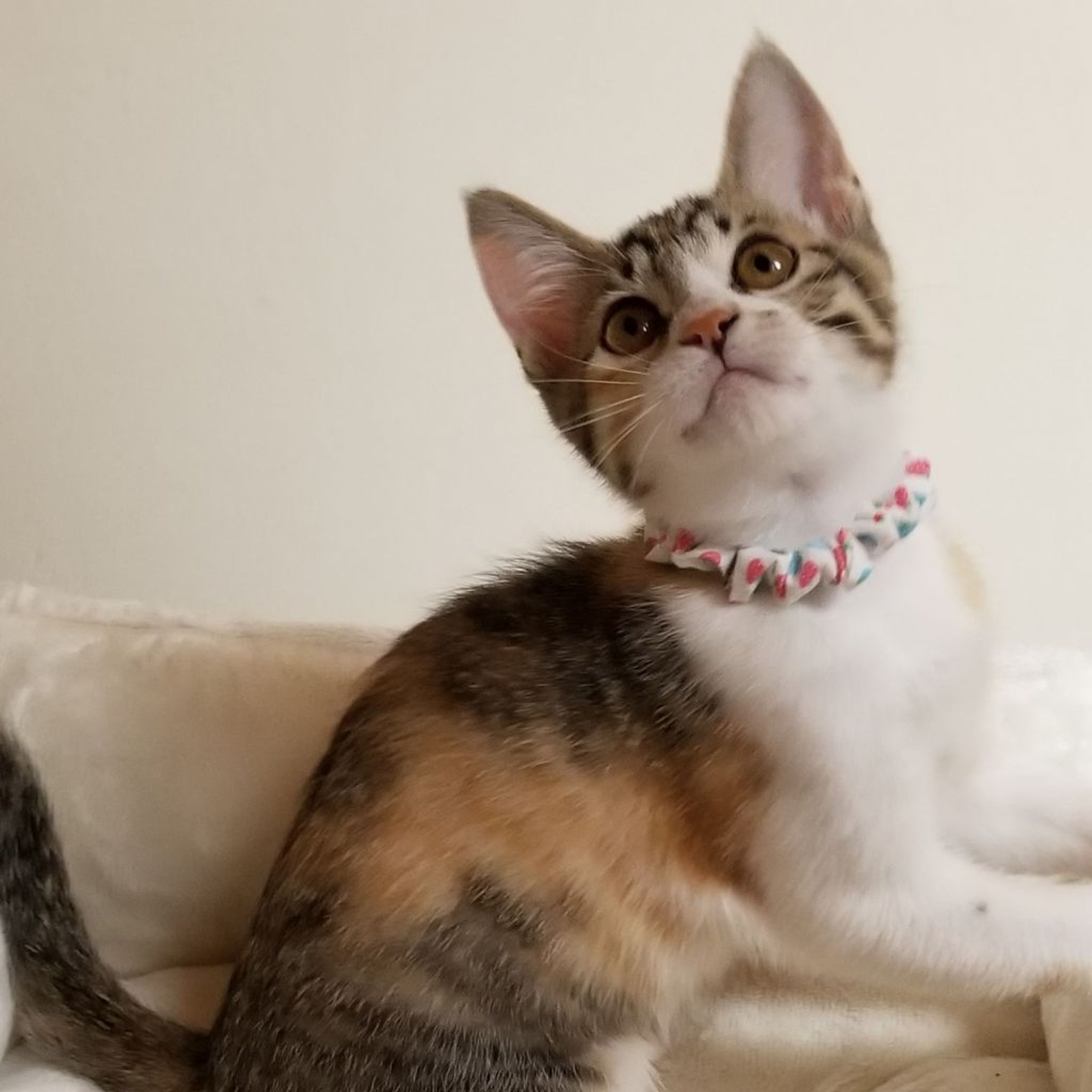 雑種（ミックス猫）・メスの里親募集の写真