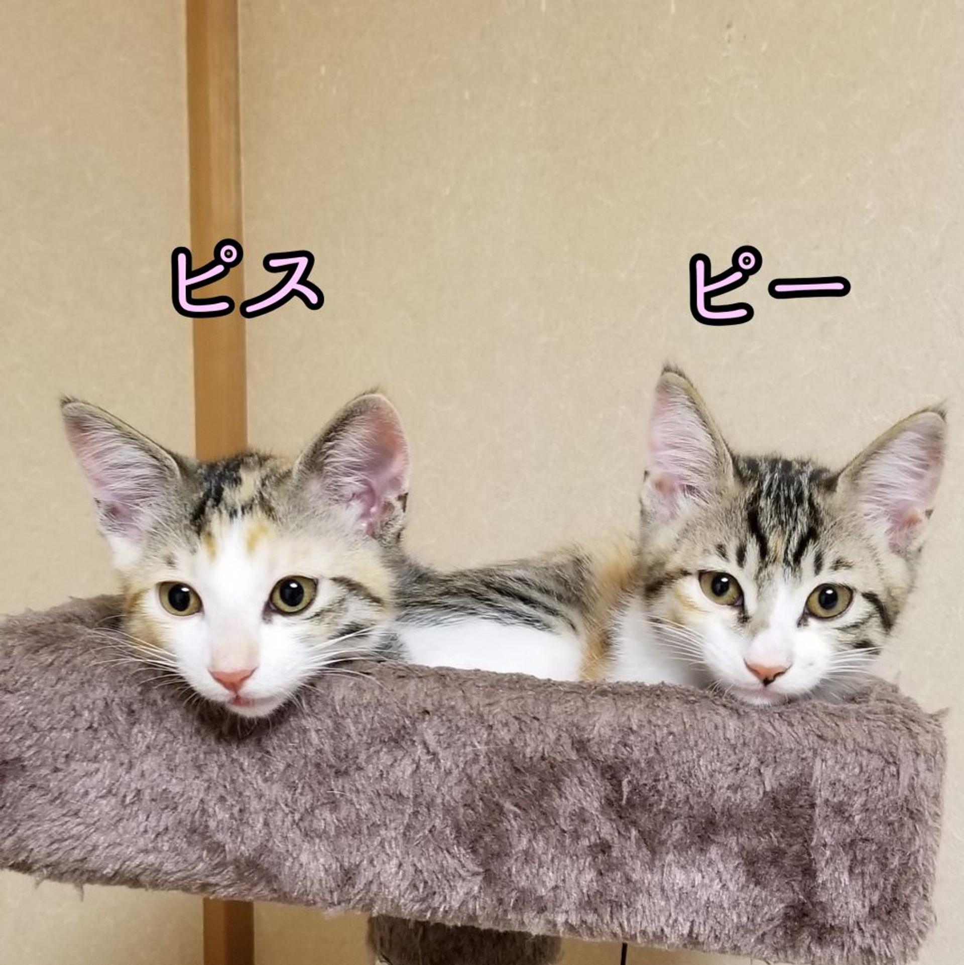 pet-image-5